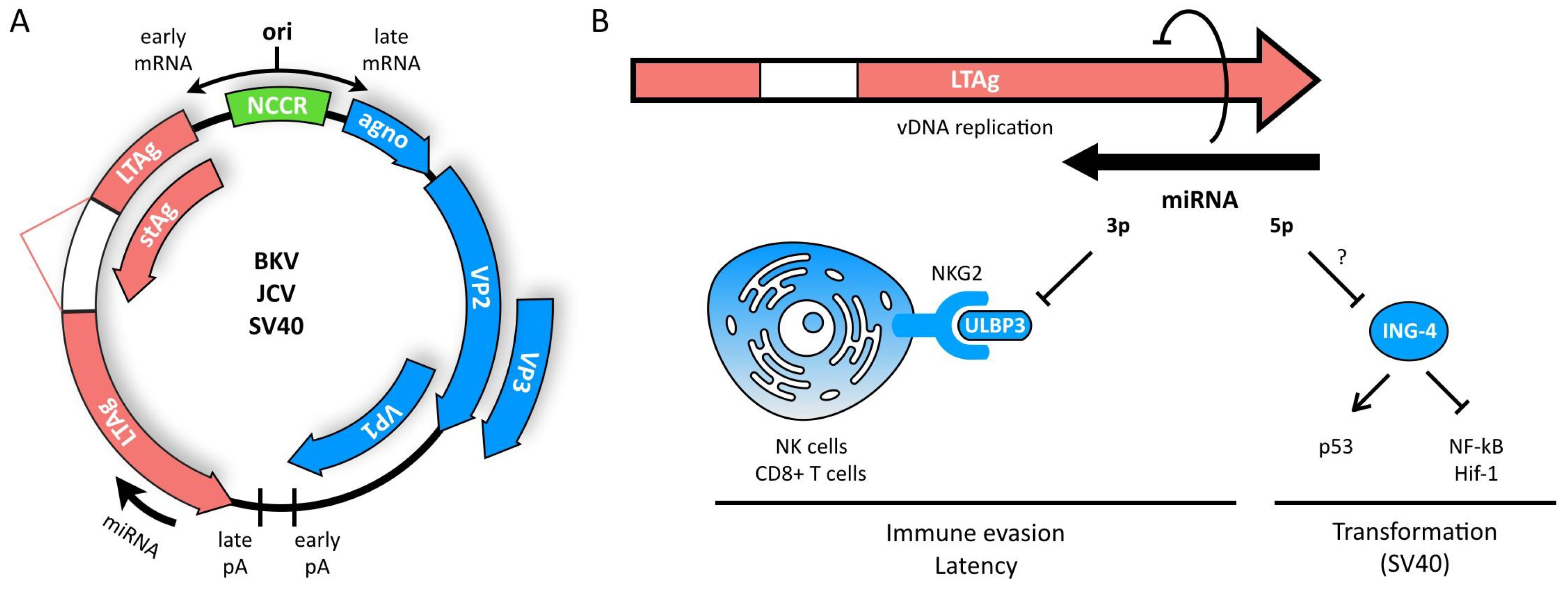 Viruses 10 00440 g001