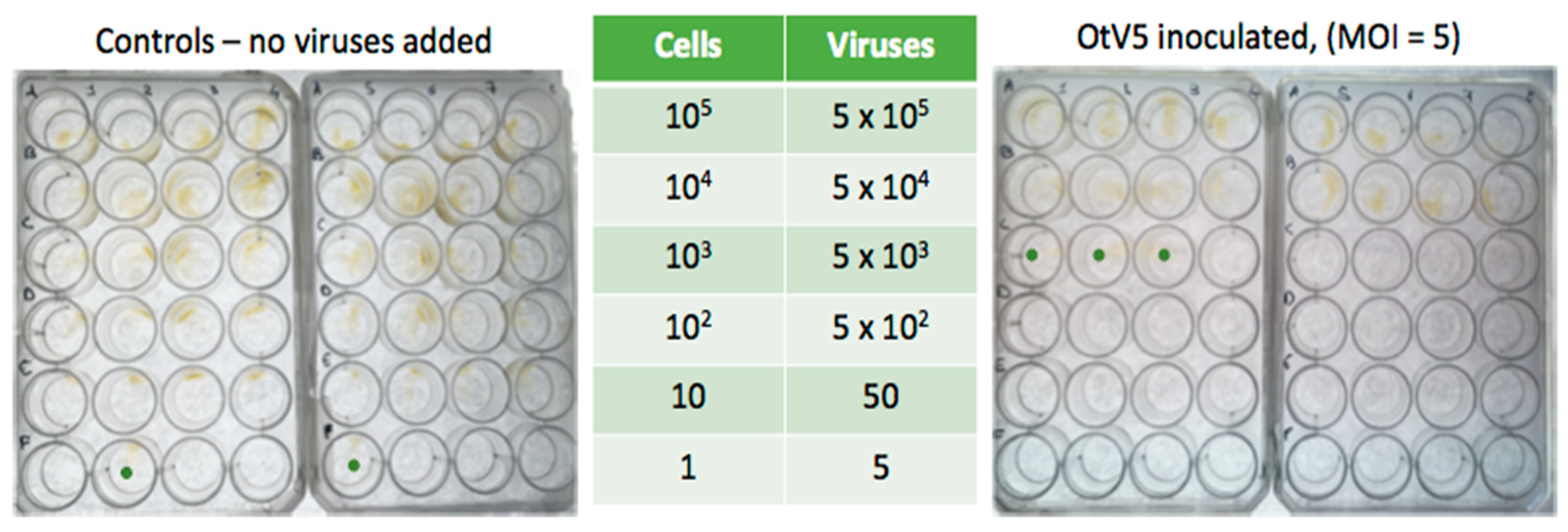 Viruses 10 00441 g004 Viruses 10 00441 g004