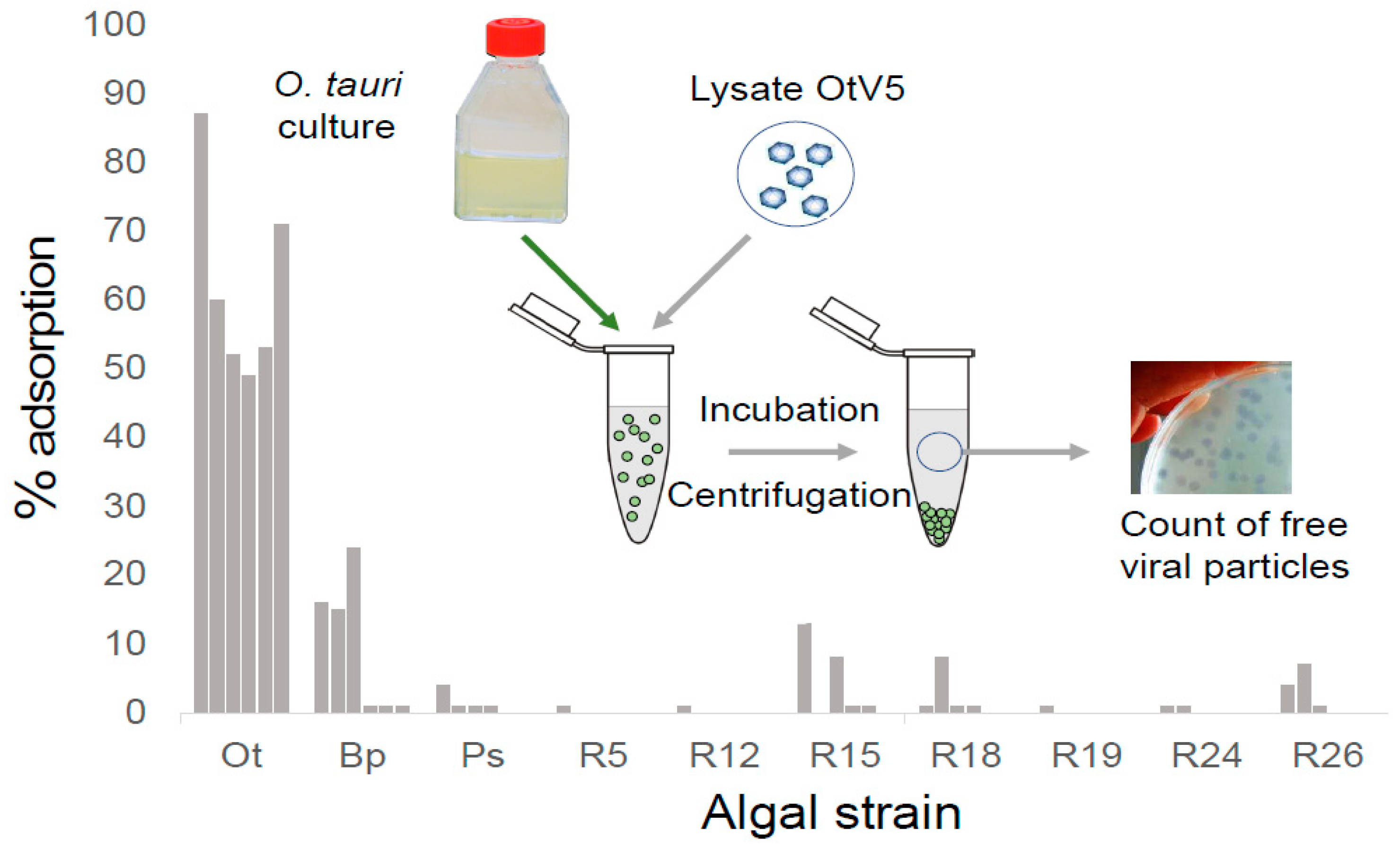 Viruses 10 00441 g006 Viruses 10 00441 g006