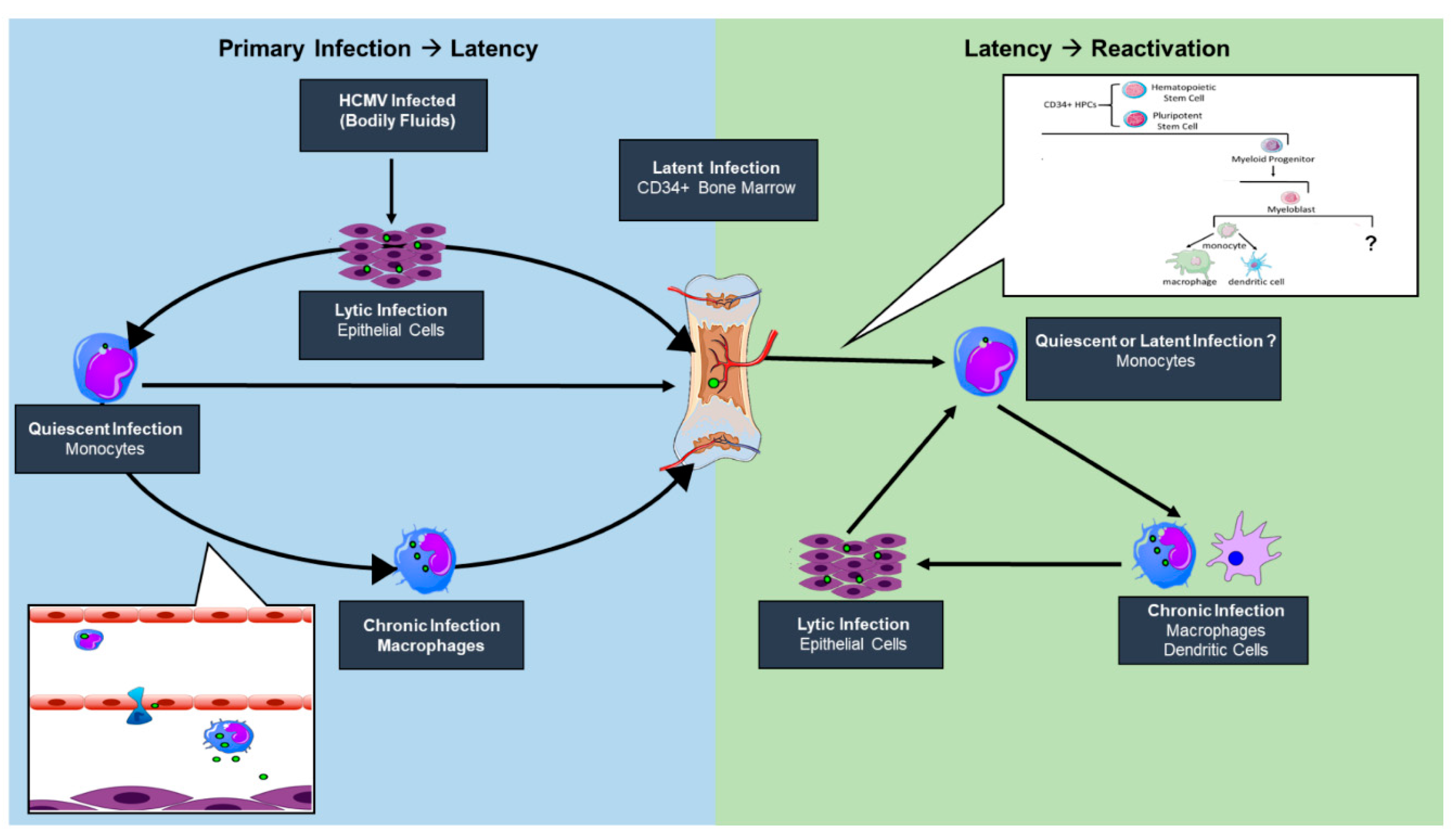 Viruses 10 00444 g001 Viruses 10 00444 g001