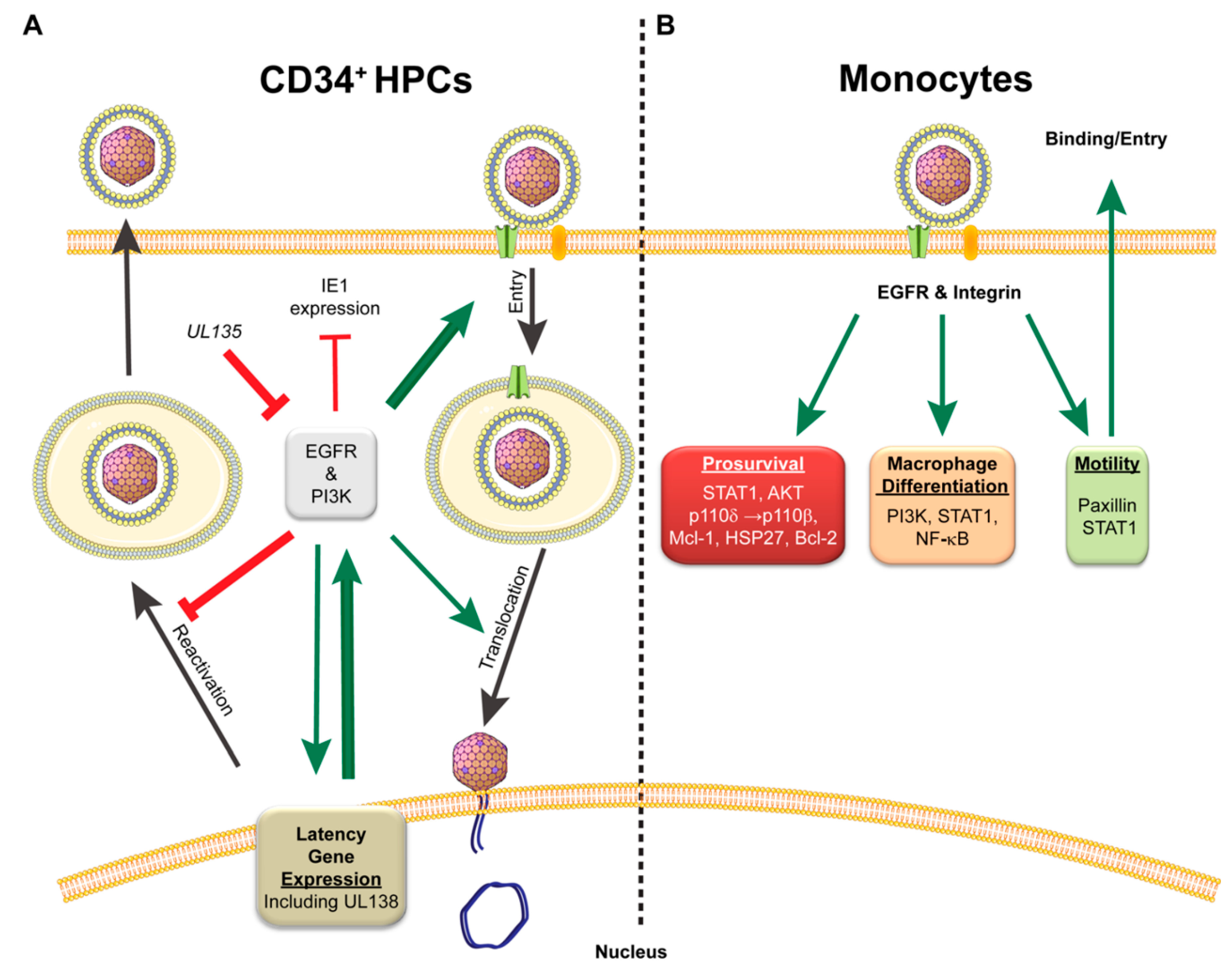Viruses 10 00444 g002 Viruses 10 00444 g002