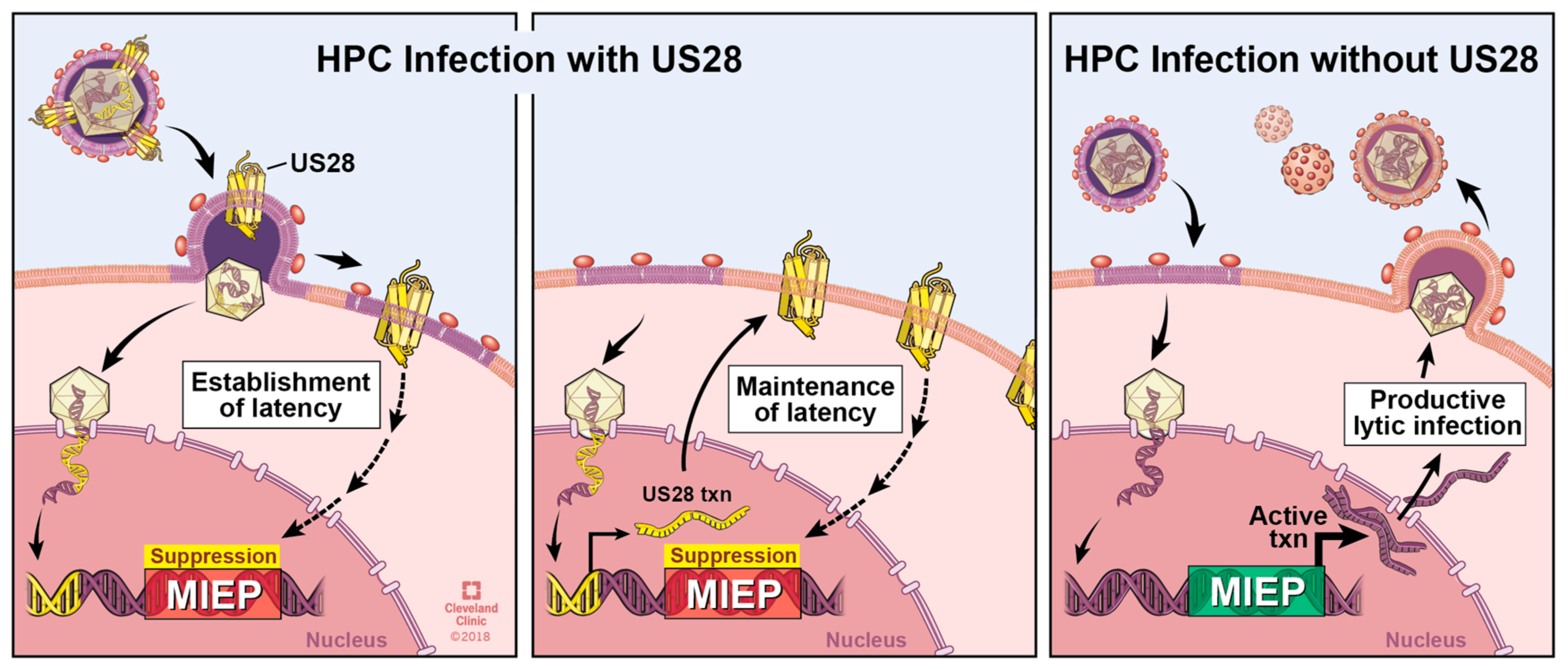 Viruses 10 00445 g003