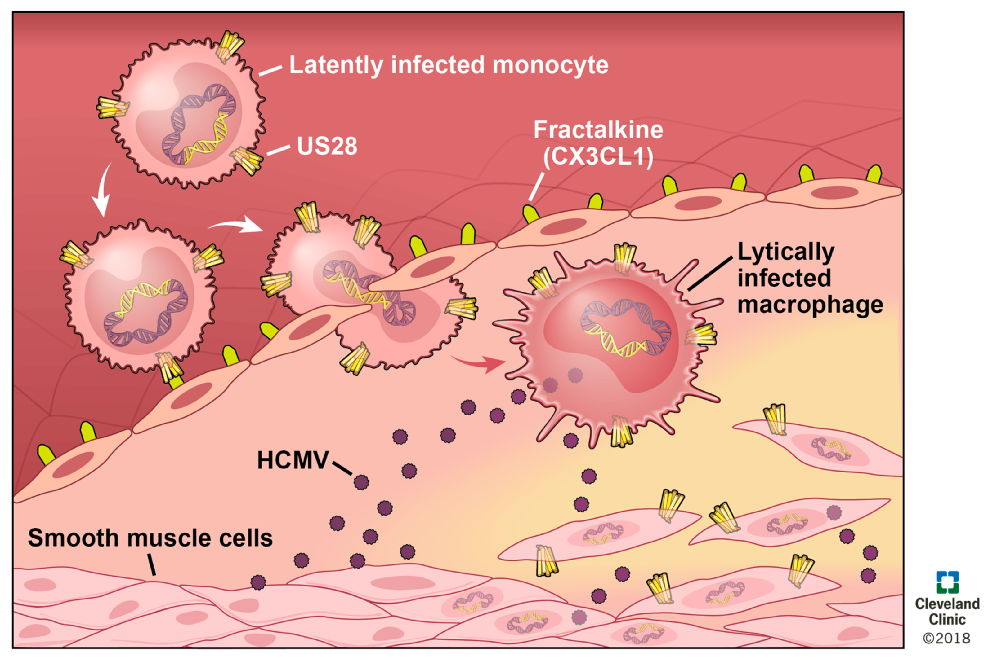 Viruses 10 00445 g004