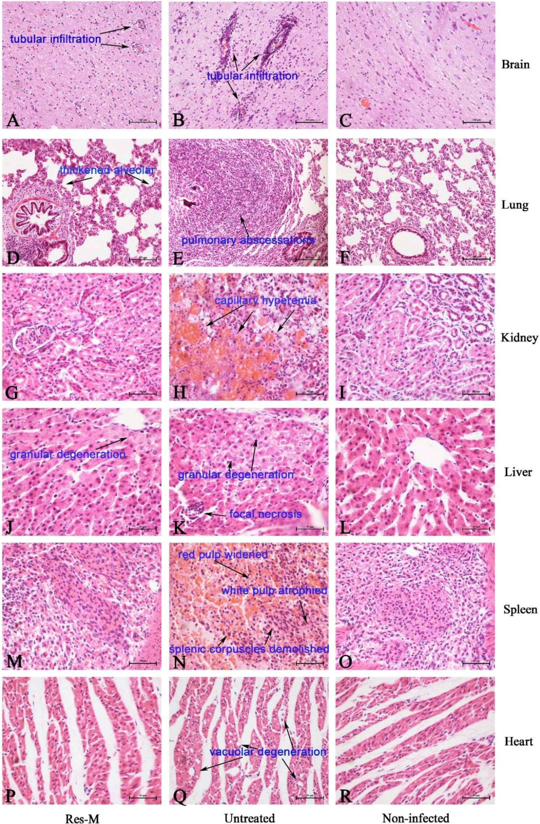 Viruses 10 00457 g004