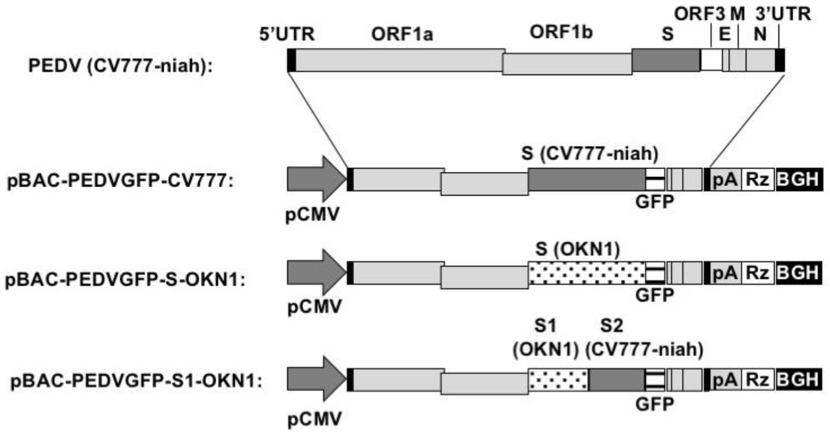 Viruses 10 00467 g001