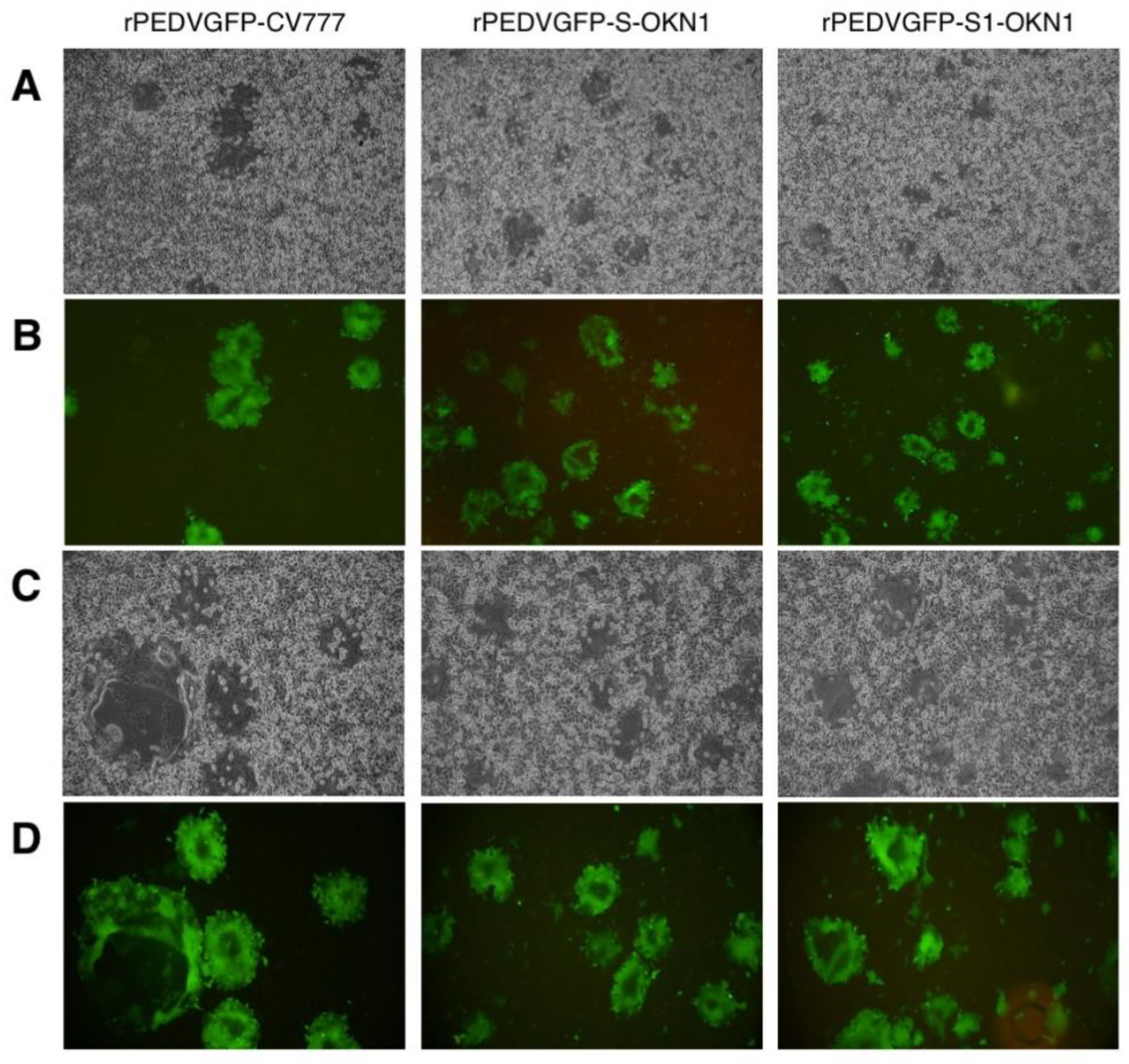 Viruses 10 00467 g003