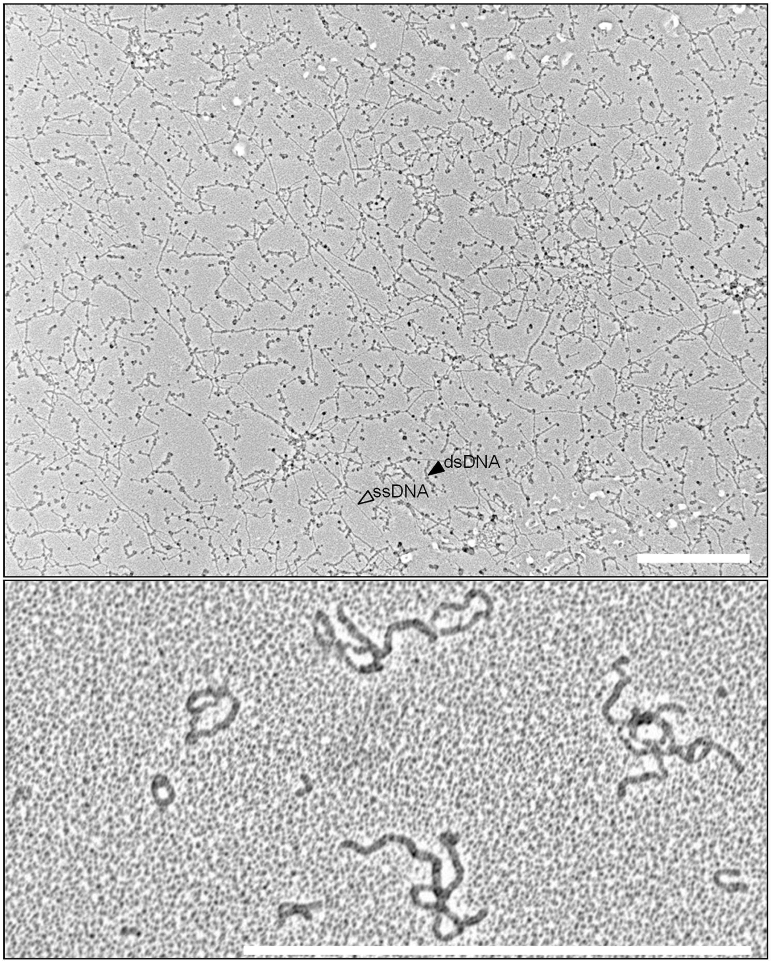 Viruses 10 00469 g001 Viruses 10 00469 g001