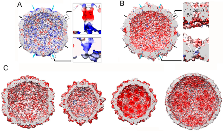 Viruses 10 00481 g007 Viruses 10 00481 g007