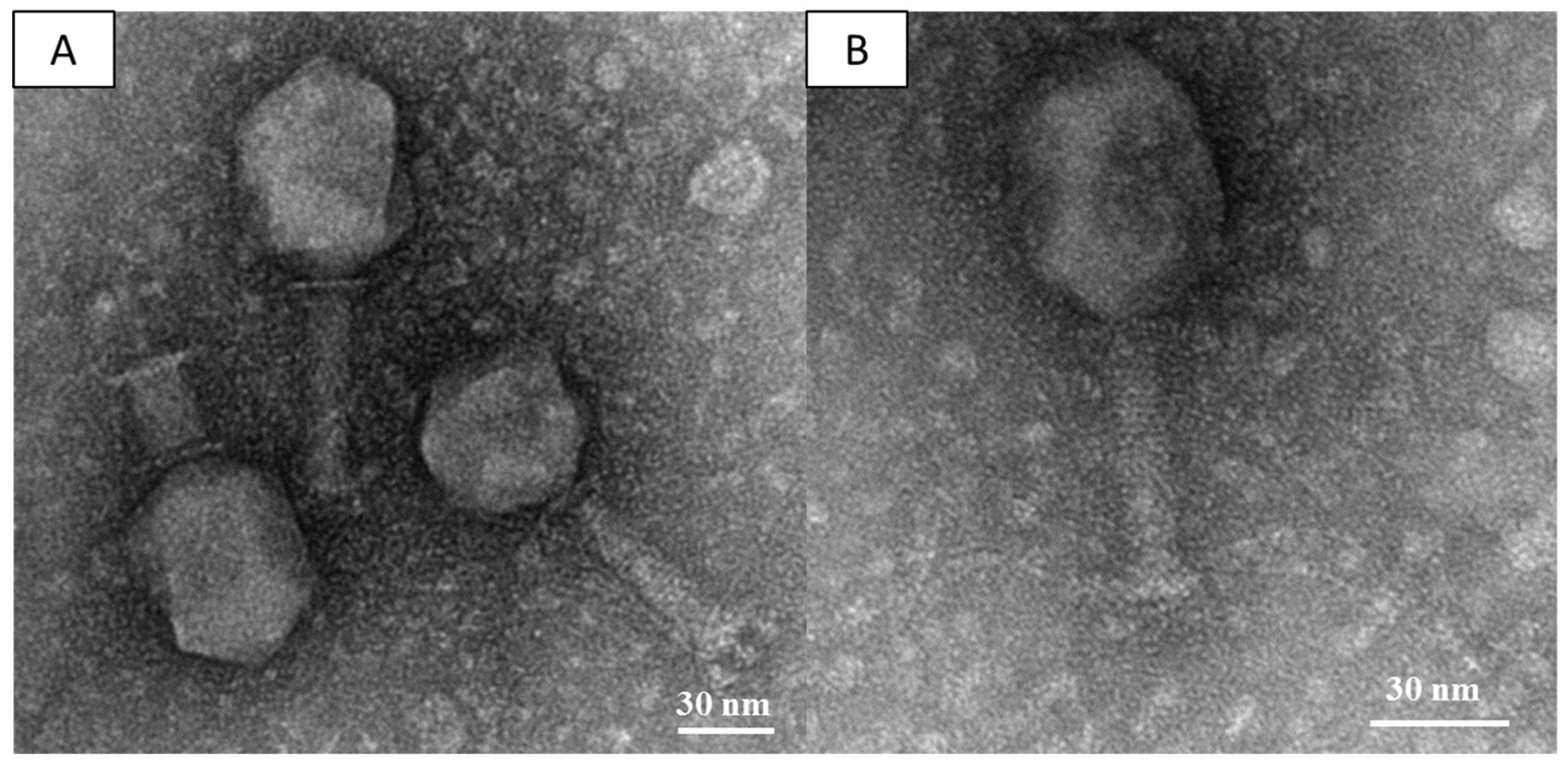 Viruses 10 00482 g001 Viruses 10 00482 g001