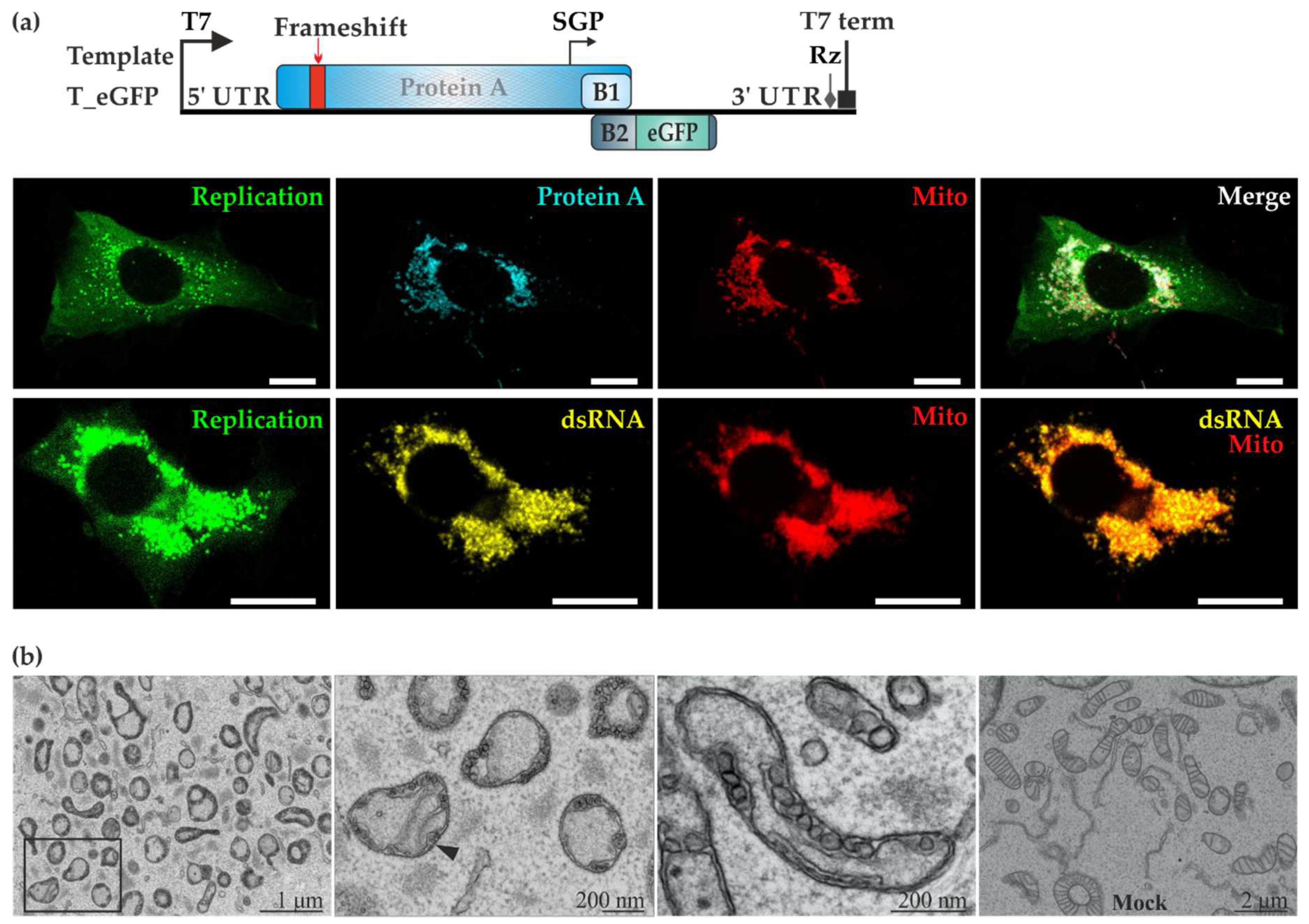 Viruses 10 00483 g002
