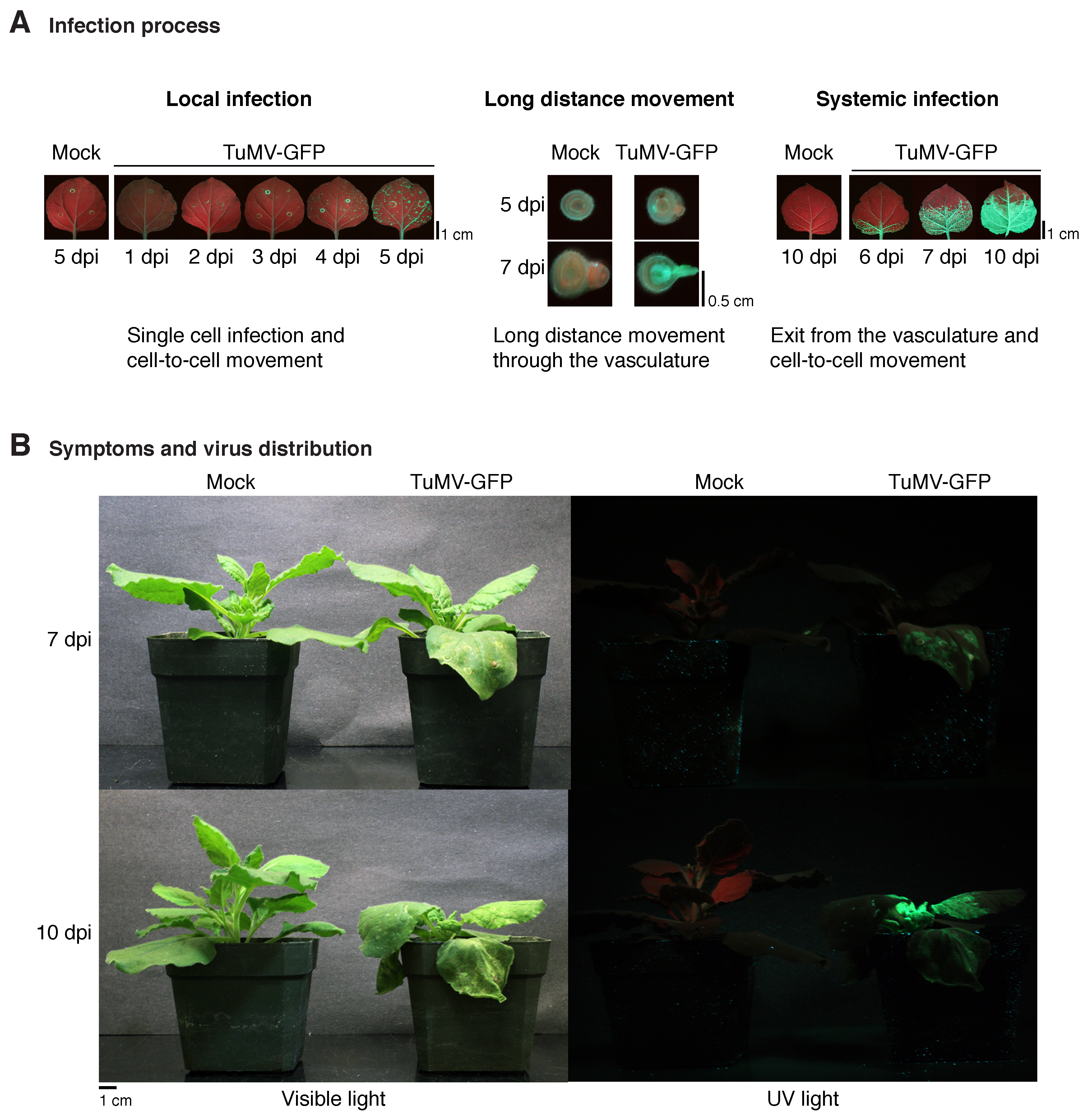 Viruses 10 00484 g001