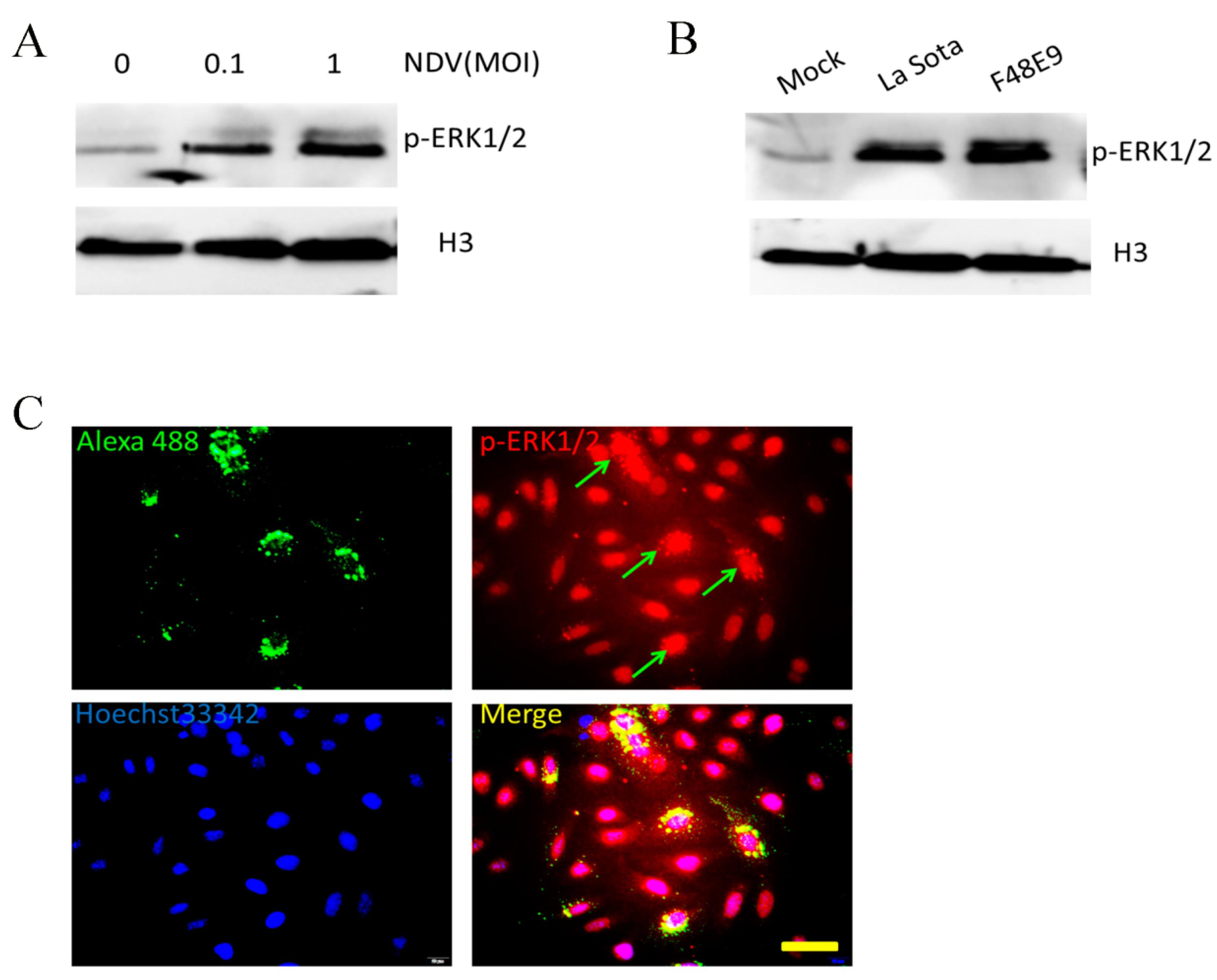 Viruses 10 00489 g001 Viruses 10 00489 g001