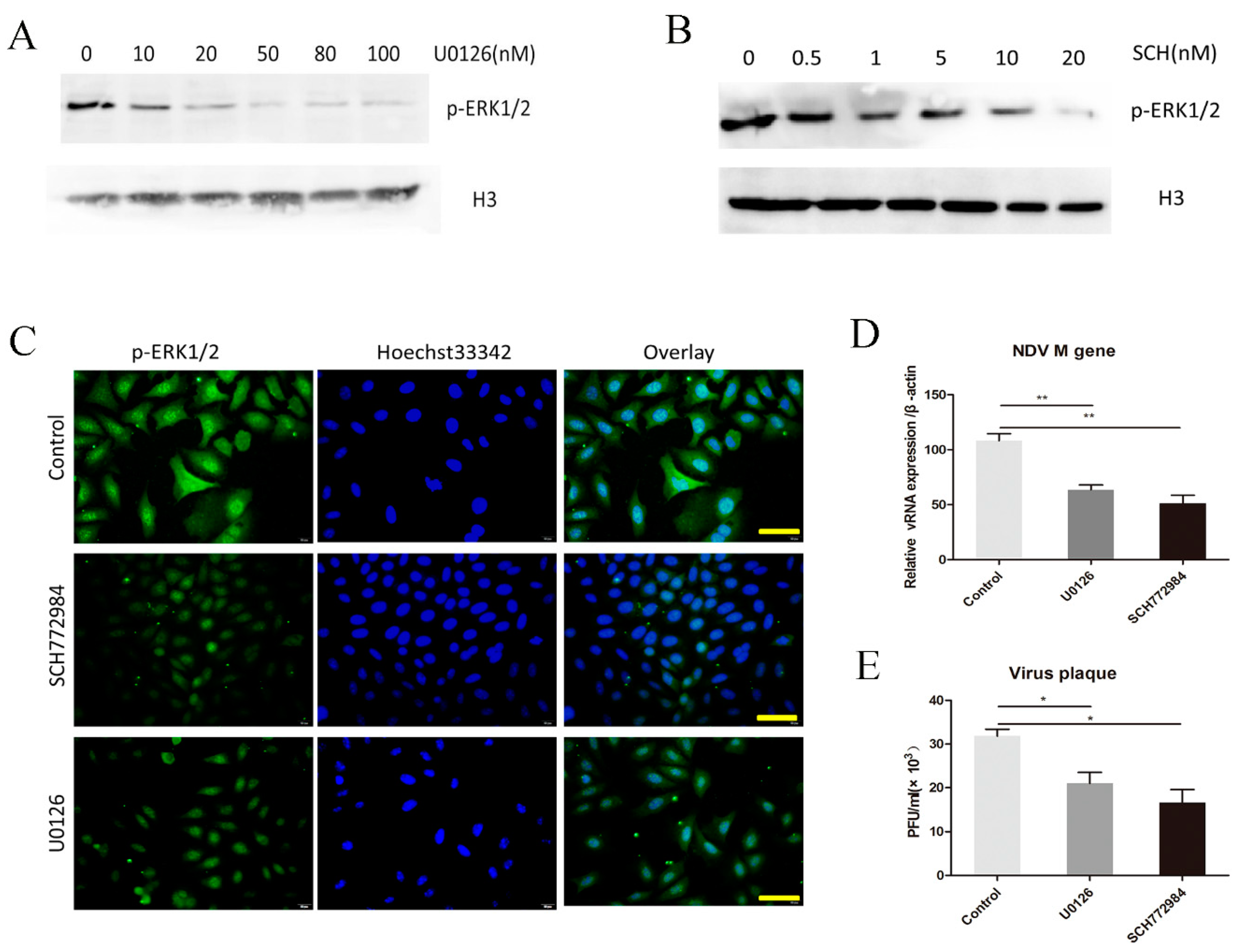 Viruses 10 00489 g002 Viruses 10 00489 g002