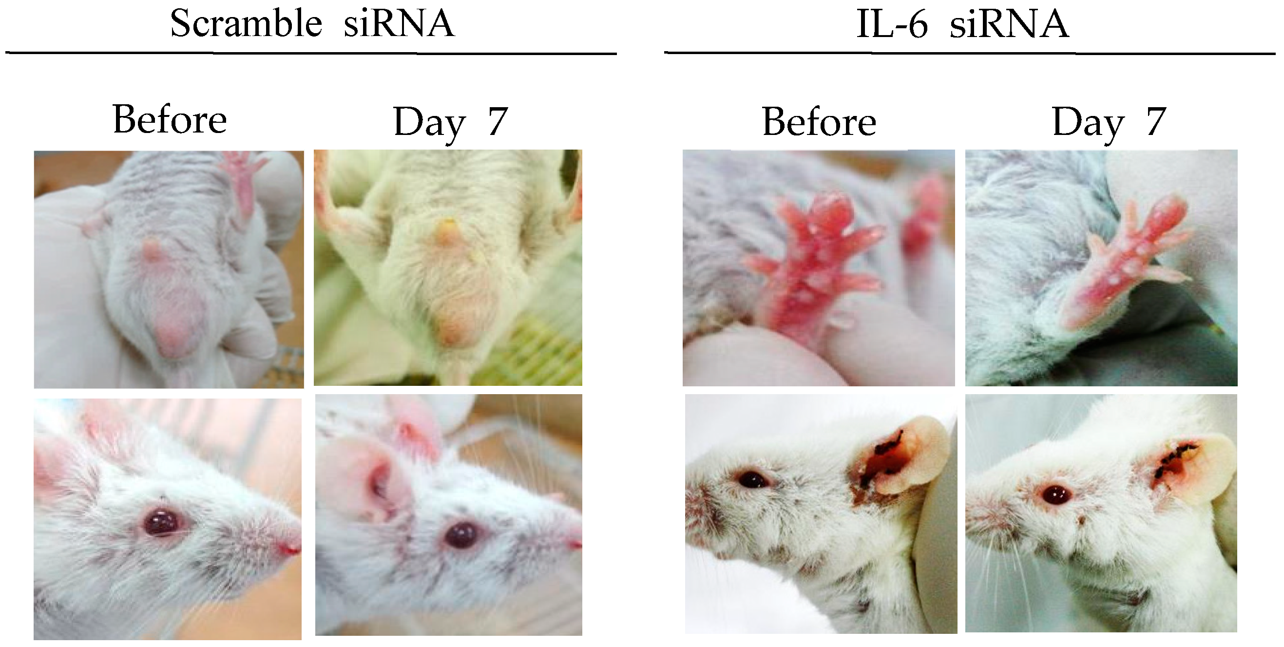 Viruses 10 00511 g002