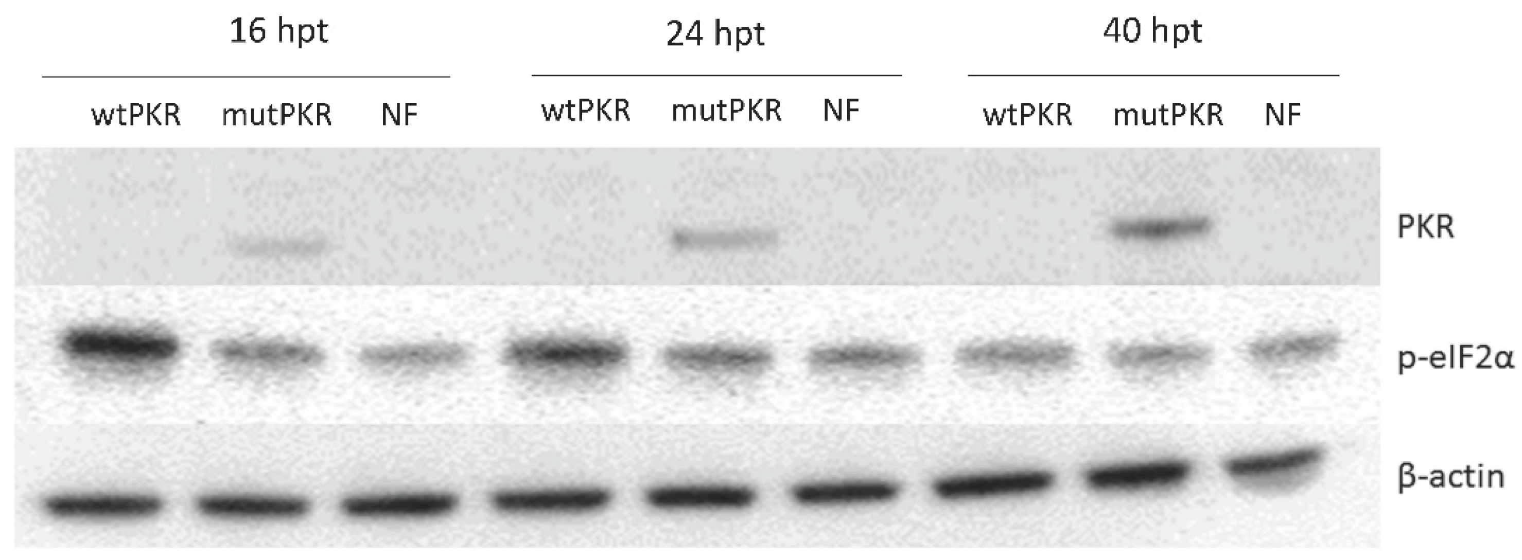 Viruses 10 00526 g001