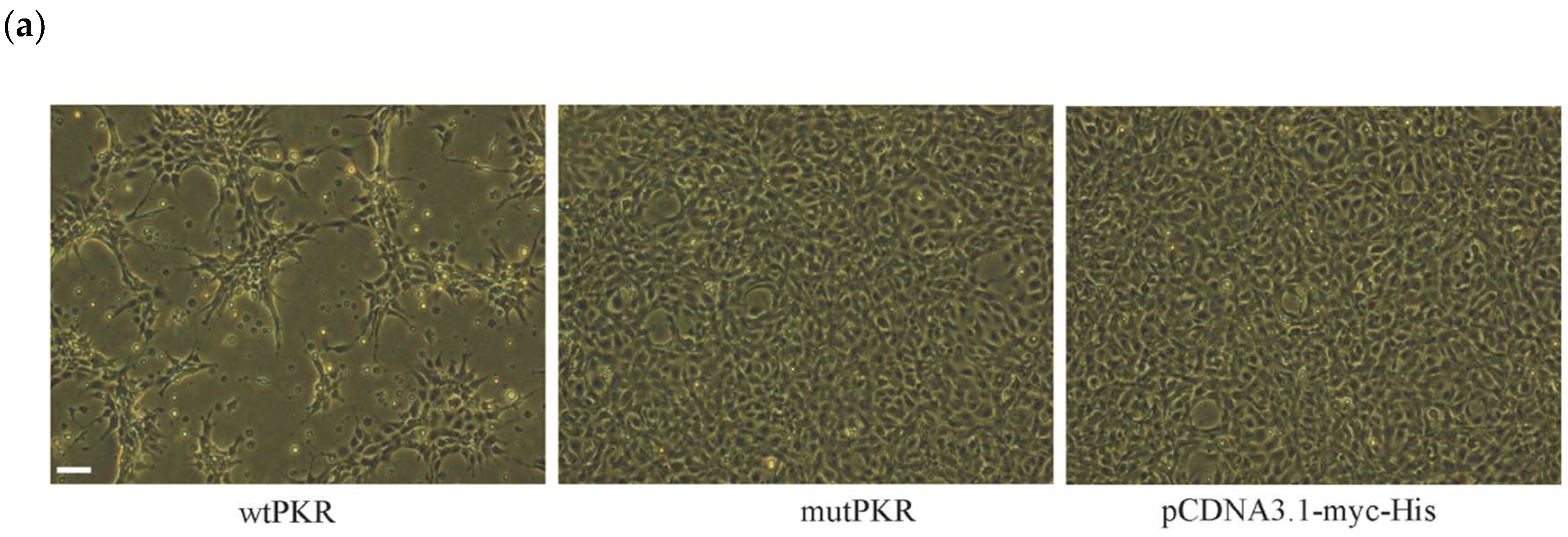 Viruses 10 00526 g003a