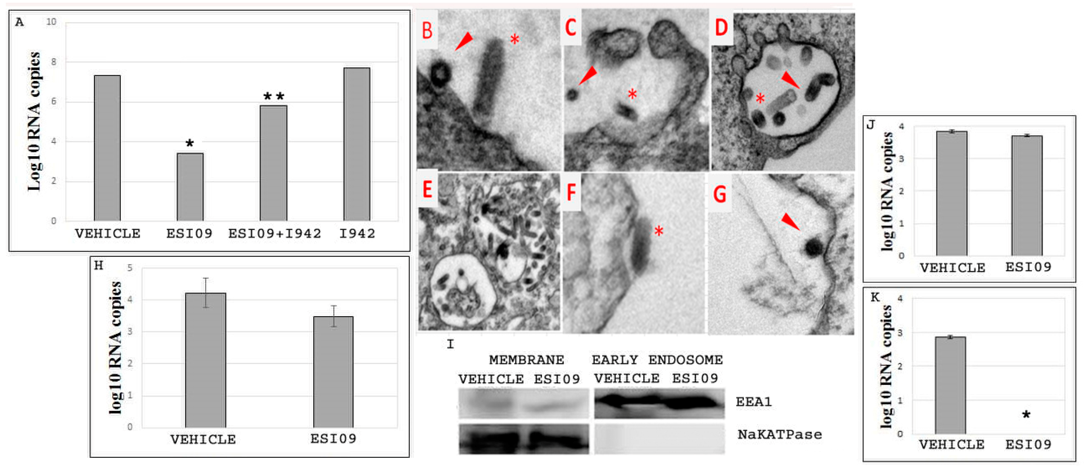 Viruses 10 00563 g003