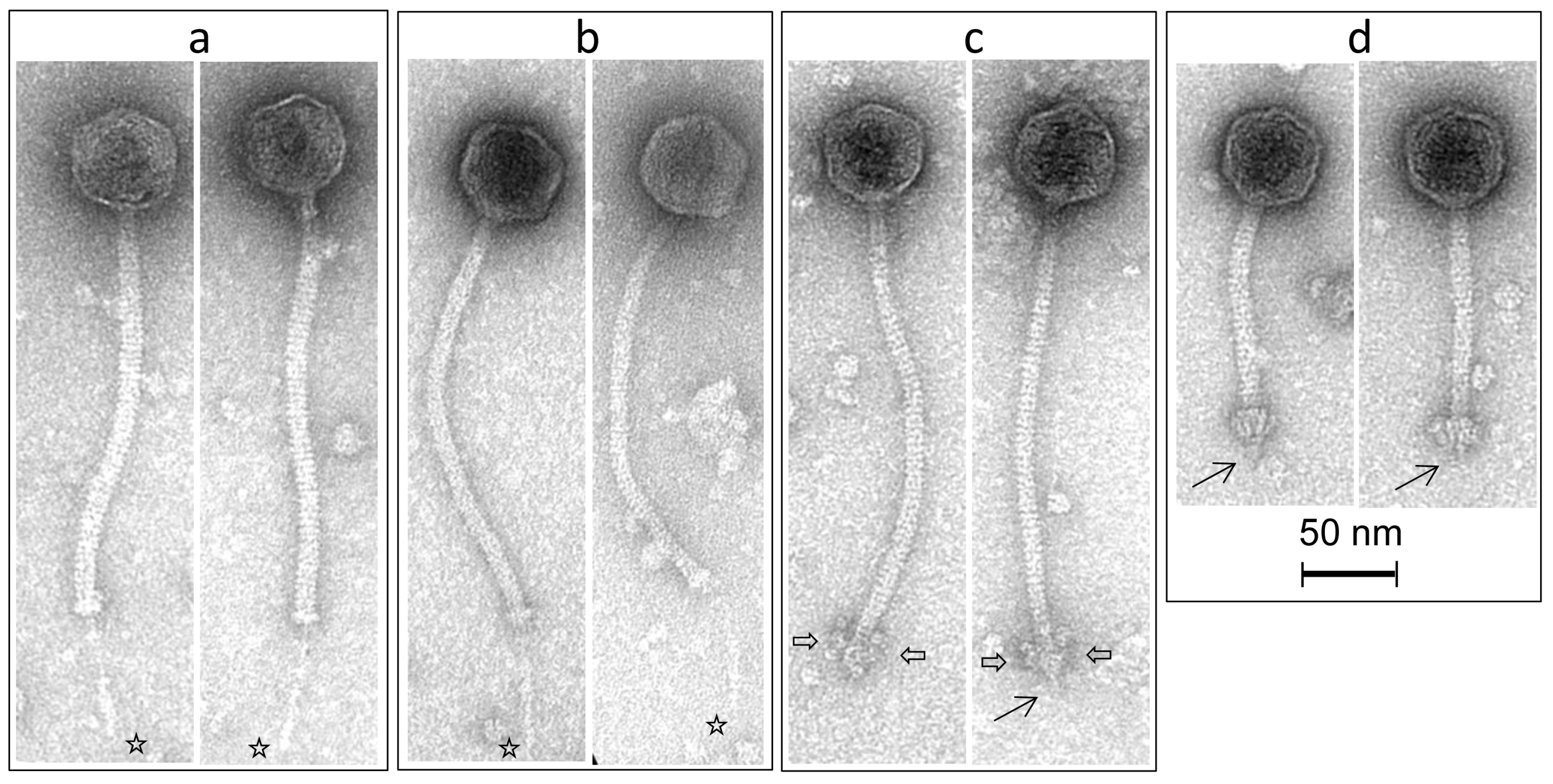 Viruses 10 00577 g007 Viruses 10 00577 g007
