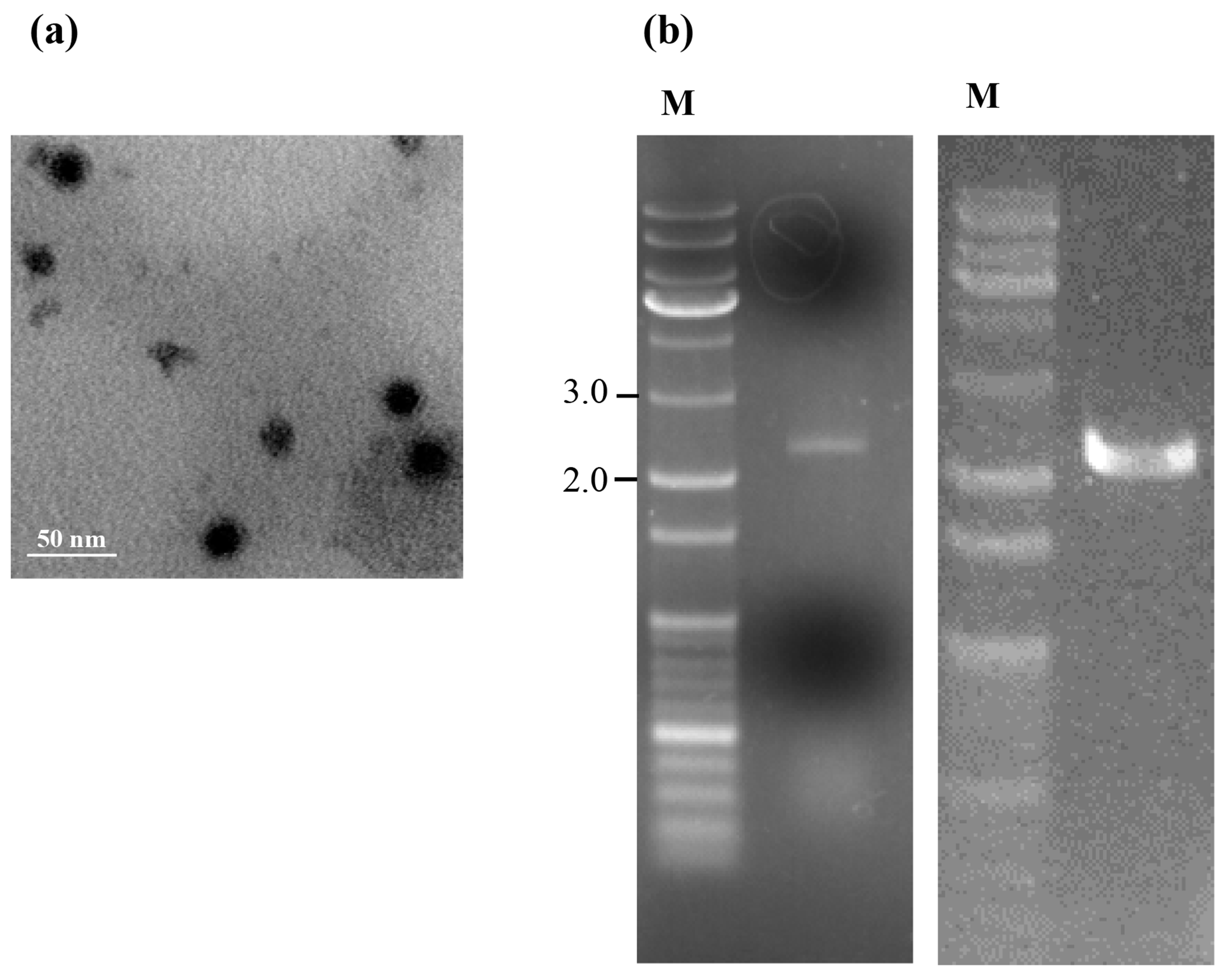 Viruses 10 00578 g001