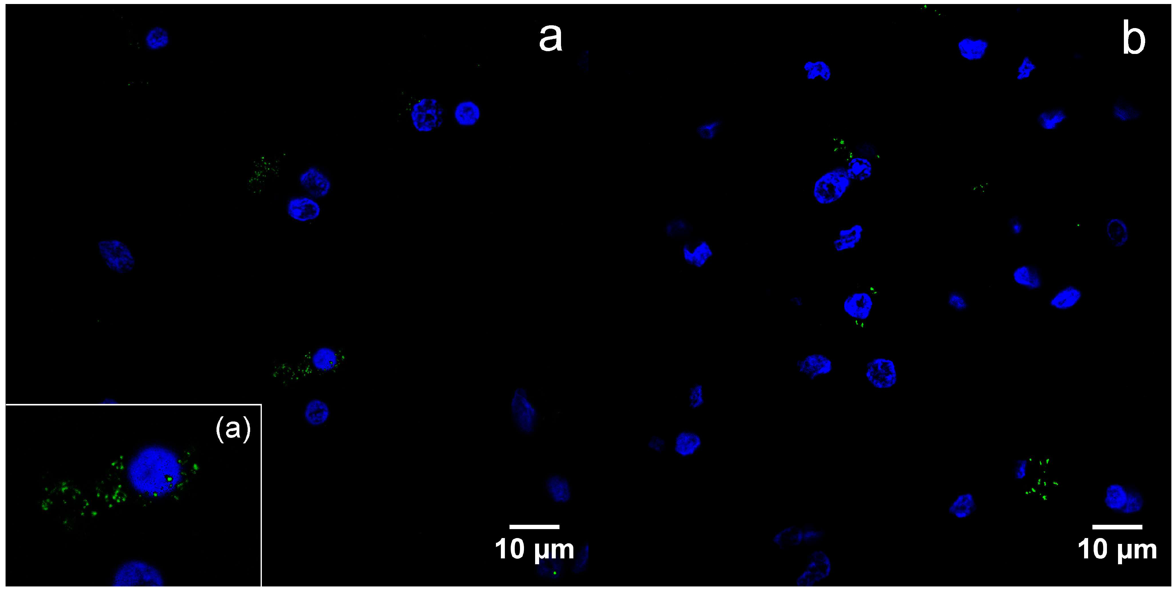 Viruses 10 00582 g004a Viruses 10 00582 g004a