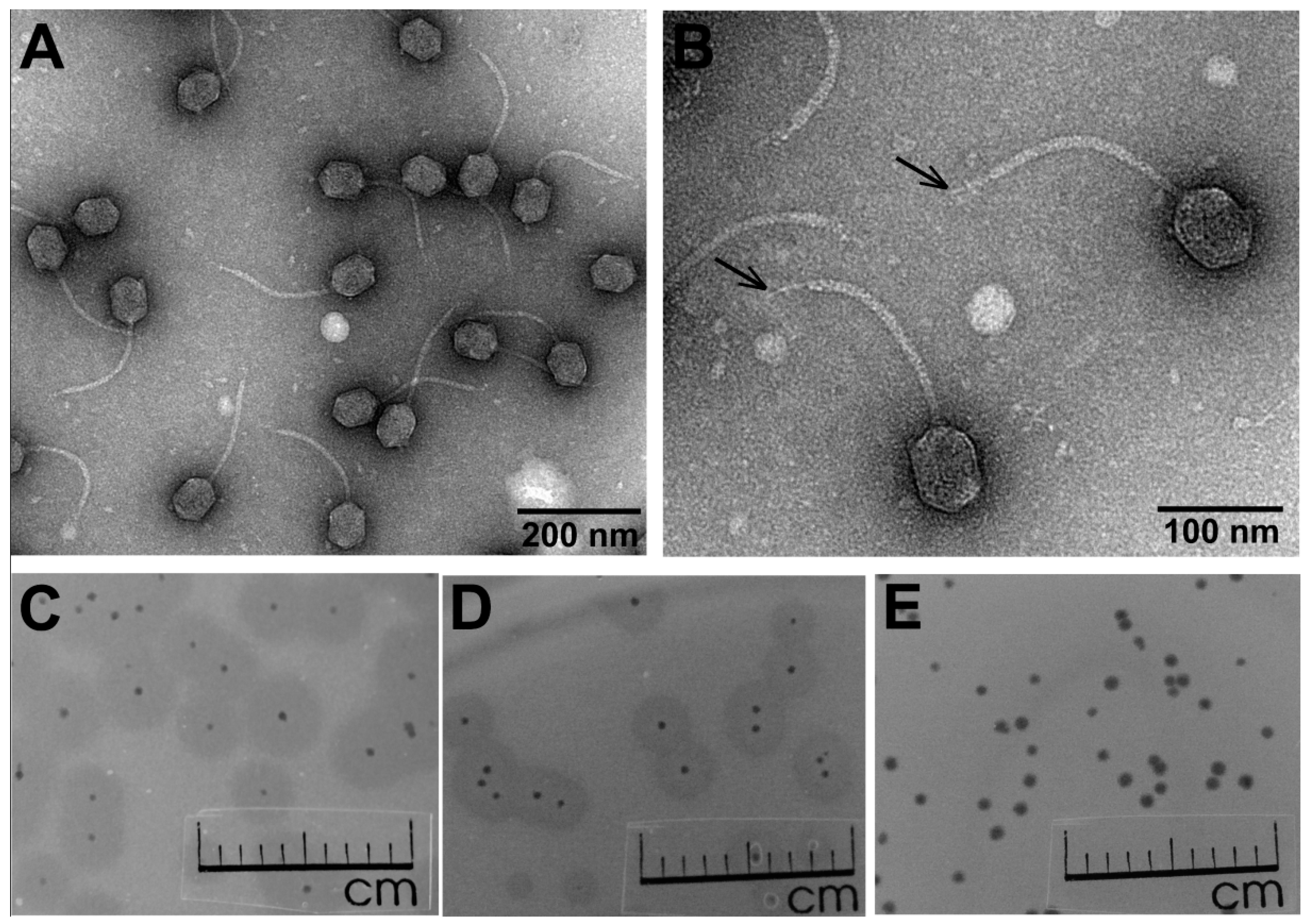 Viruses 10 00583 g001 Viruses 10 00583 g001