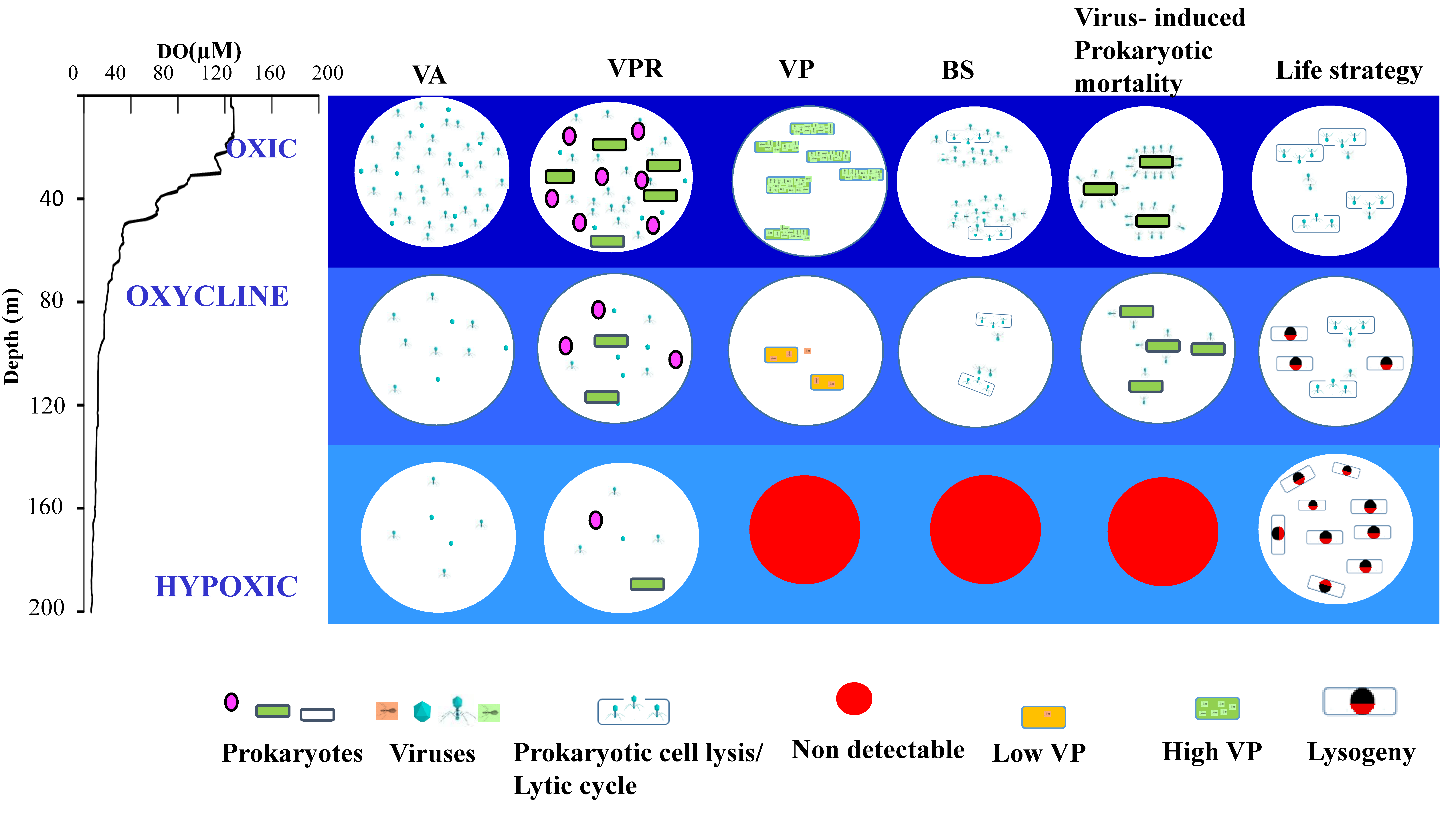 Viruses 10 00588 g007