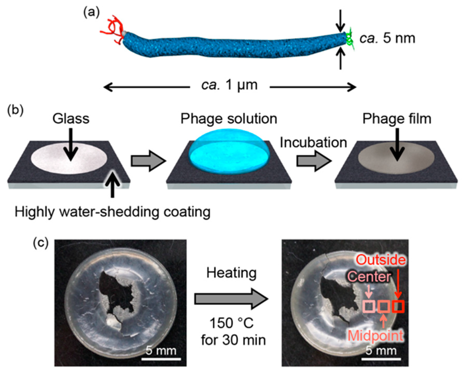 Viruses 10 00608 g001