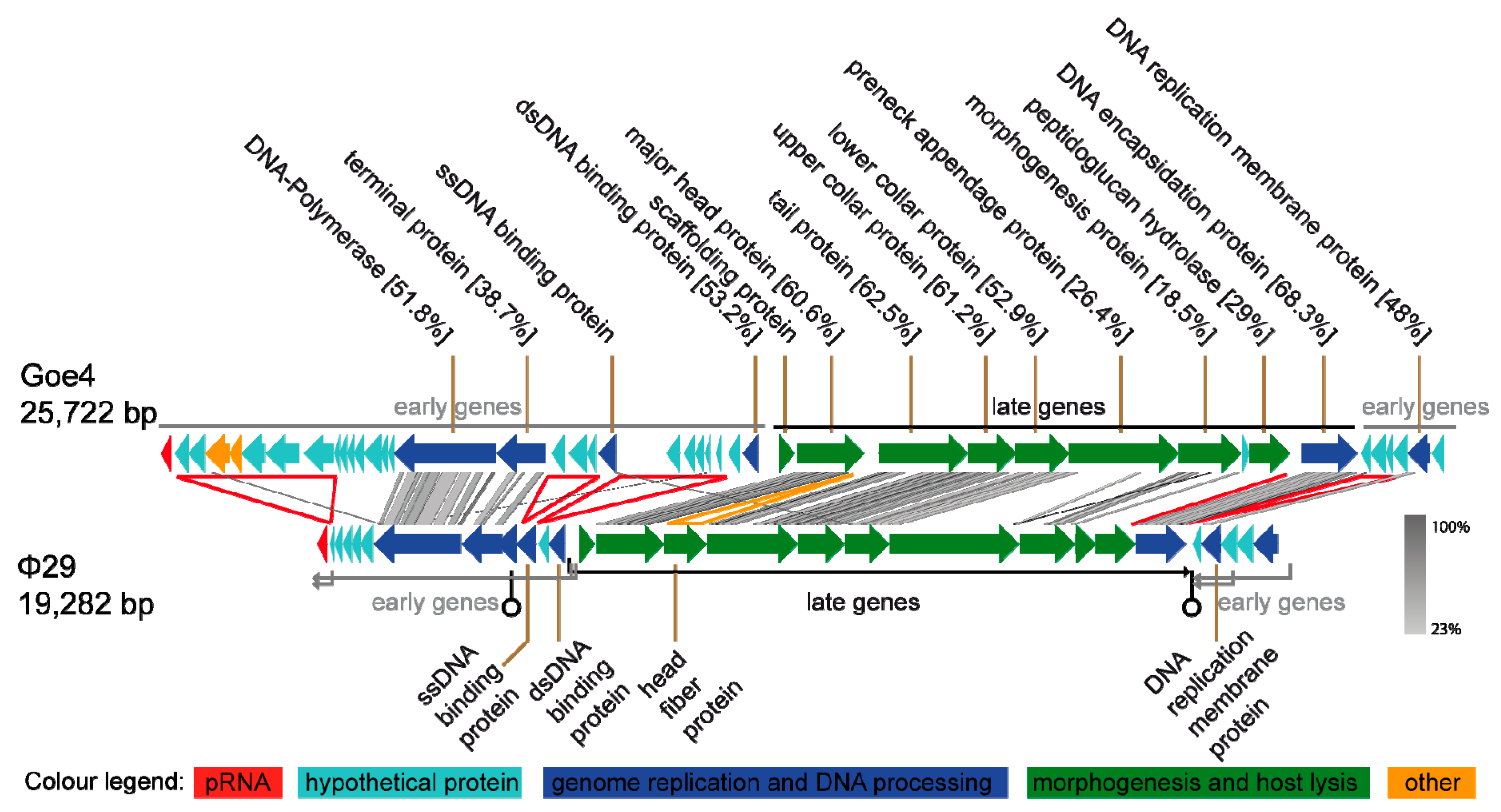 Viruses 10 00624 g002 Viruses 10 00624 g002