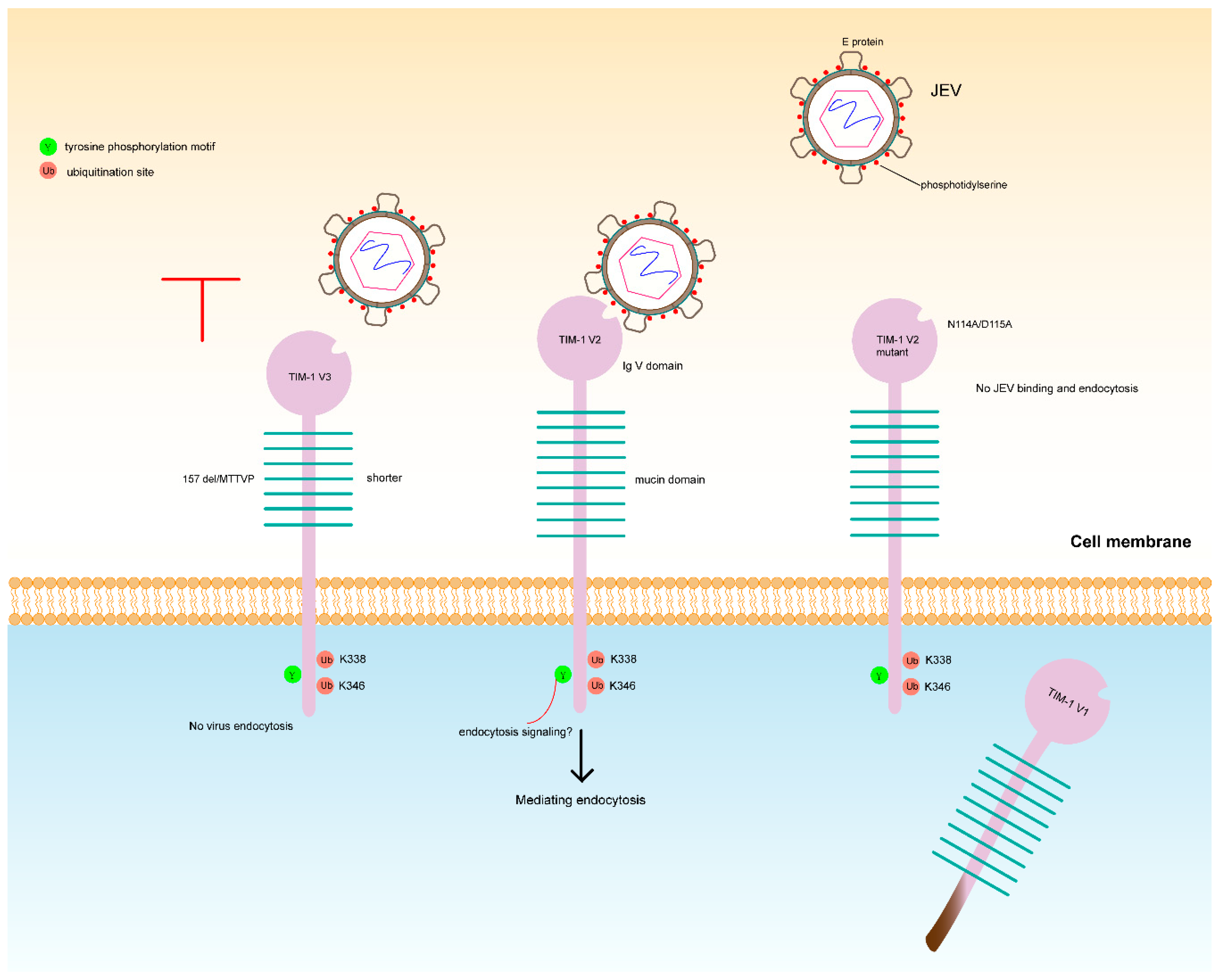 Viruses 10 00630 g007