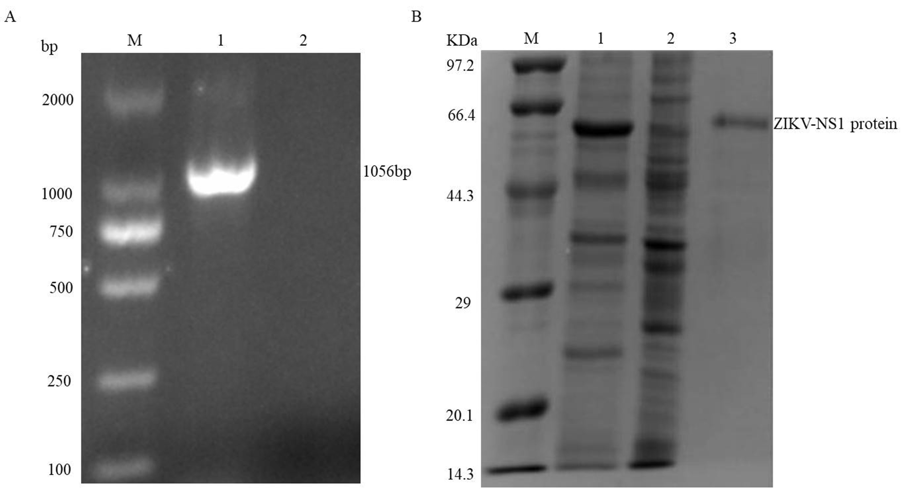 Viruses 10 00634 g001 Viruses 10 00634 g001