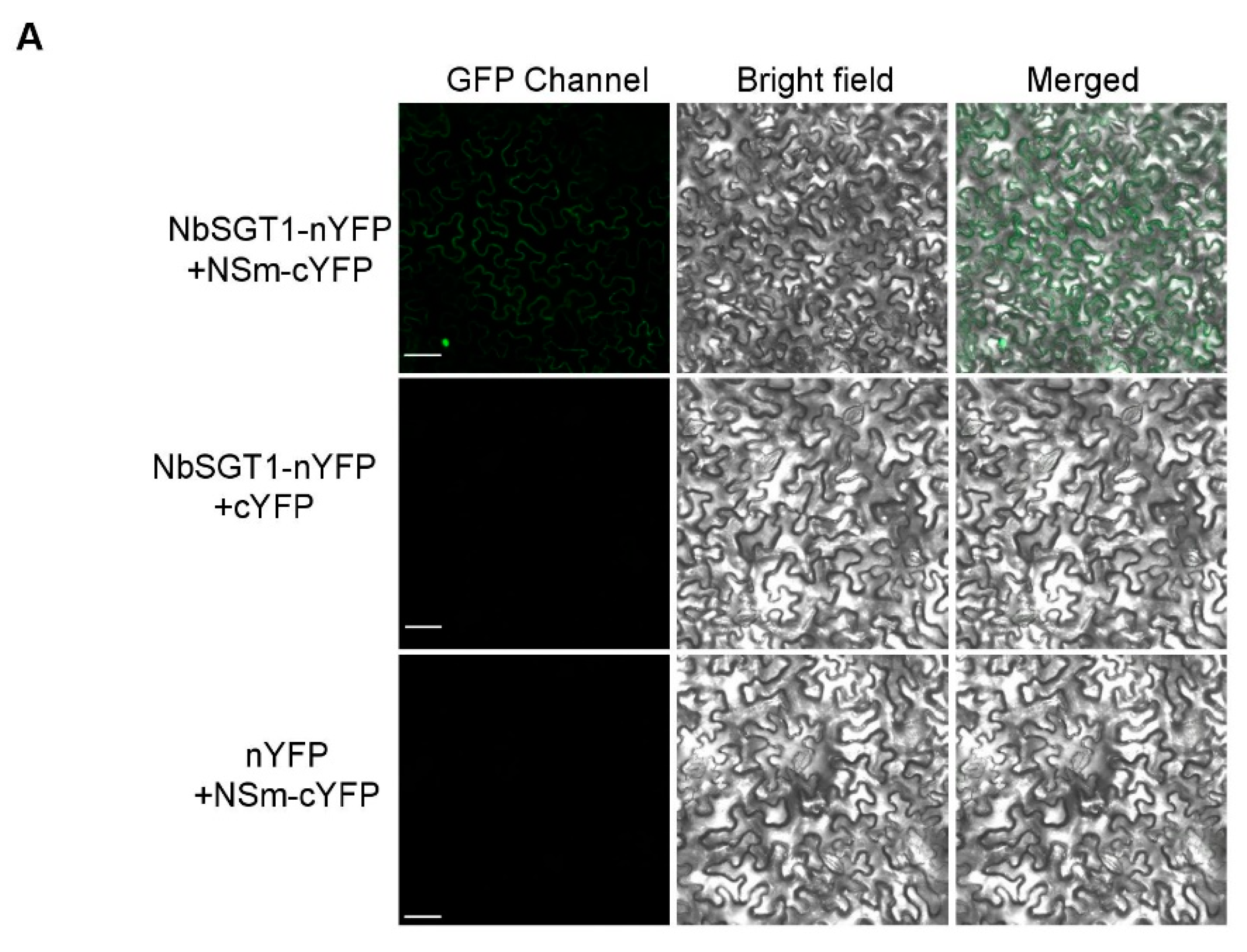 Viruses 10 00647 g001a