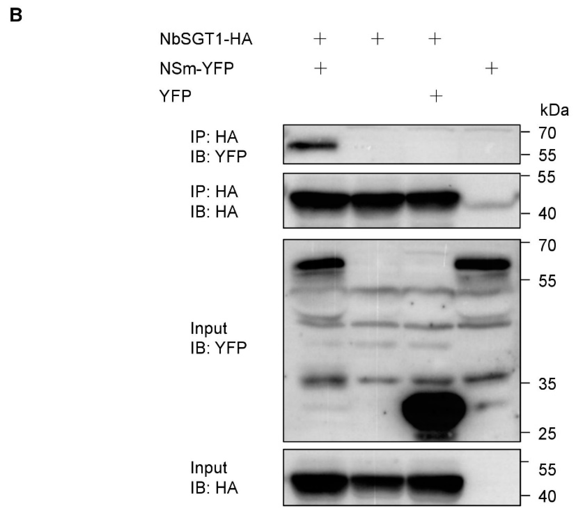 Viruses 10 00647 g001b