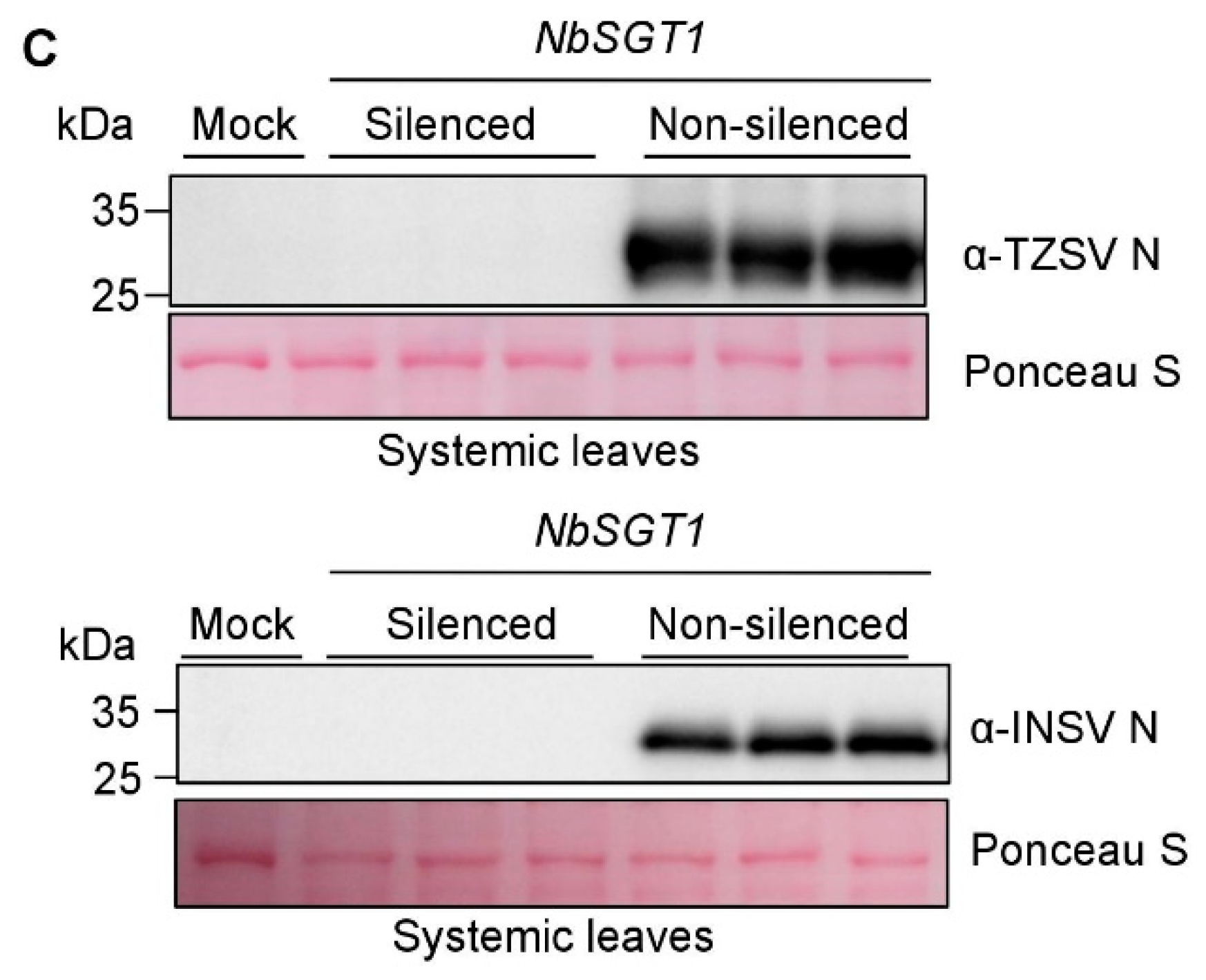 Viruses 10 00647 g005b