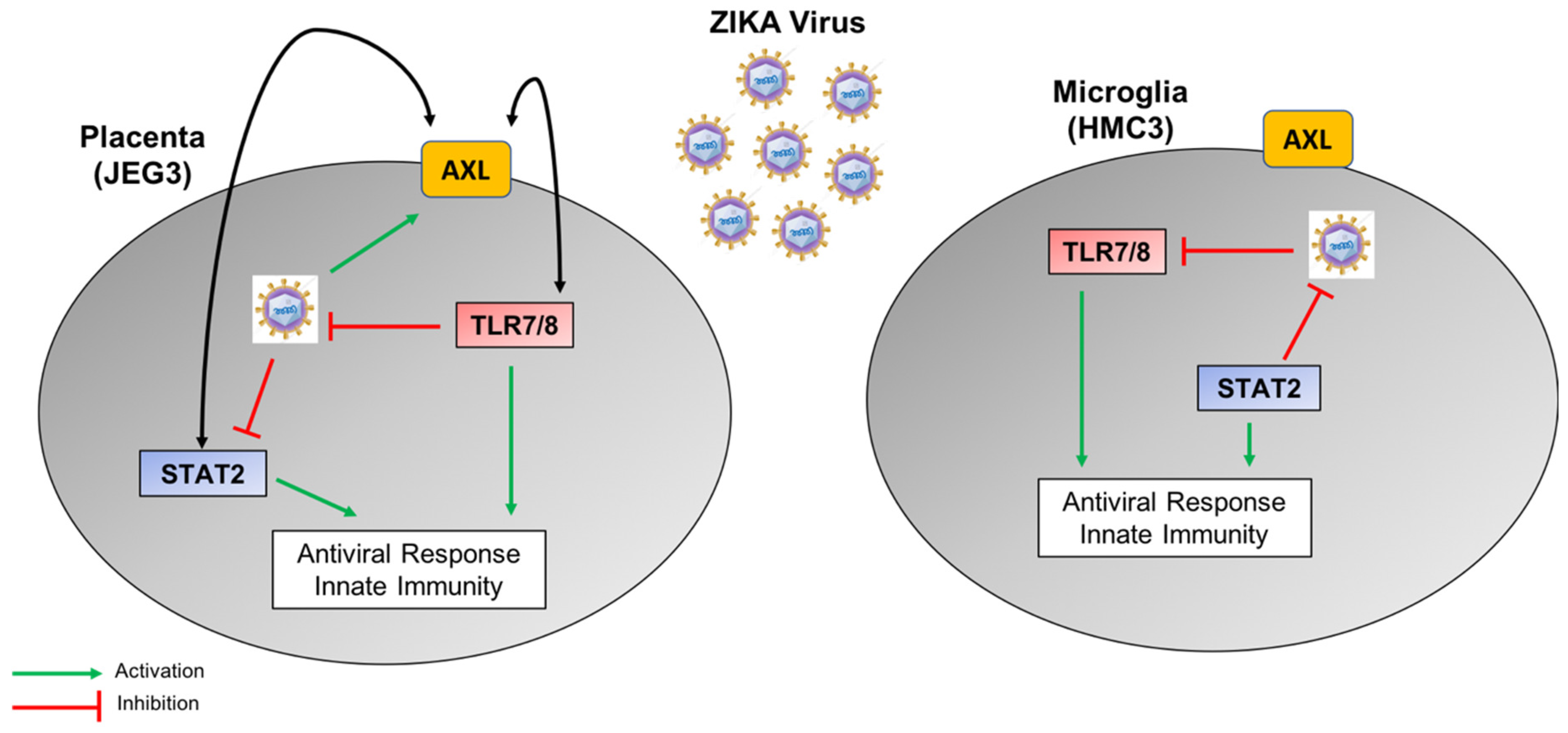 Viruses 10 00649 g008