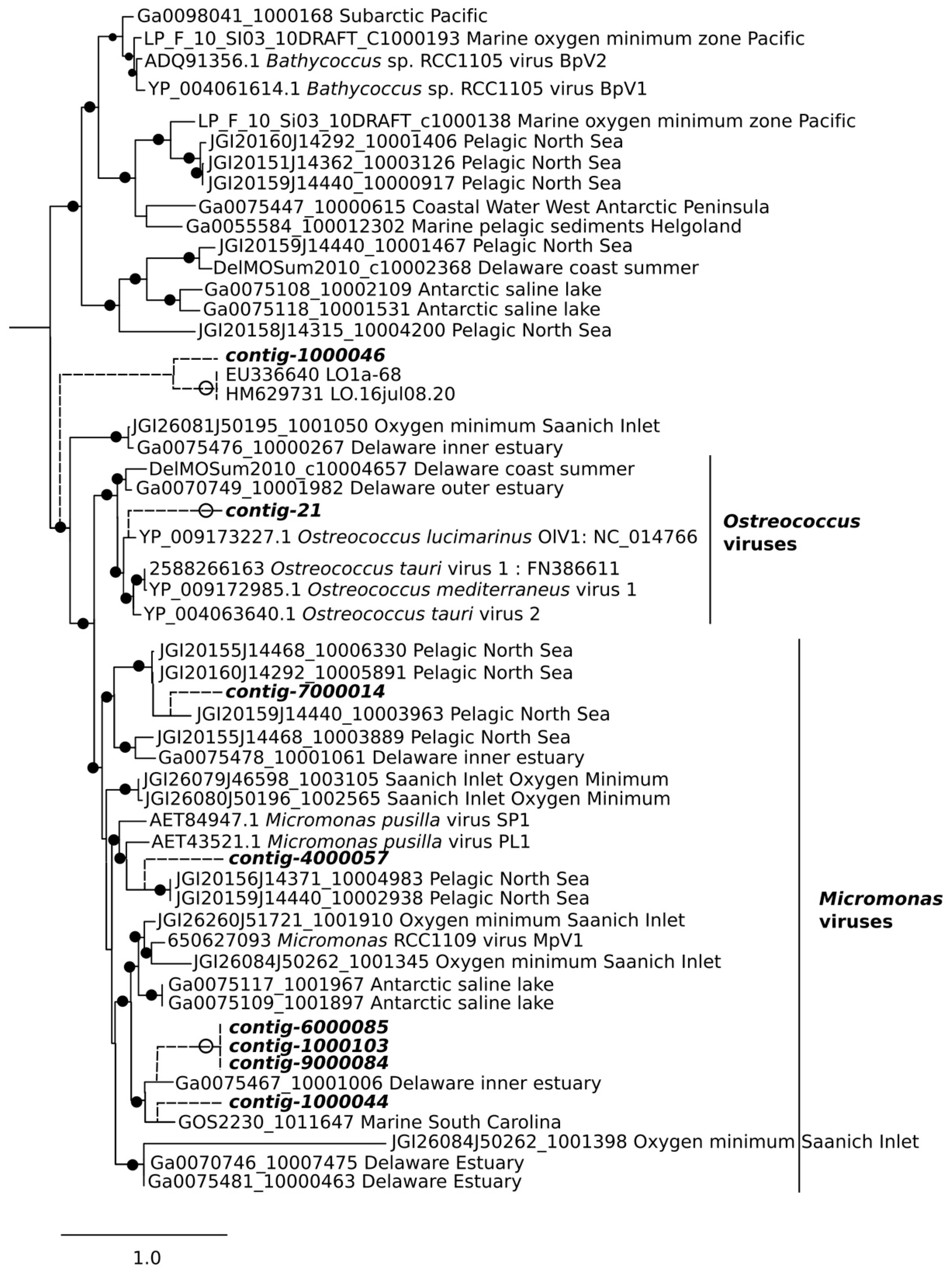 Viruses 10 00672 g006