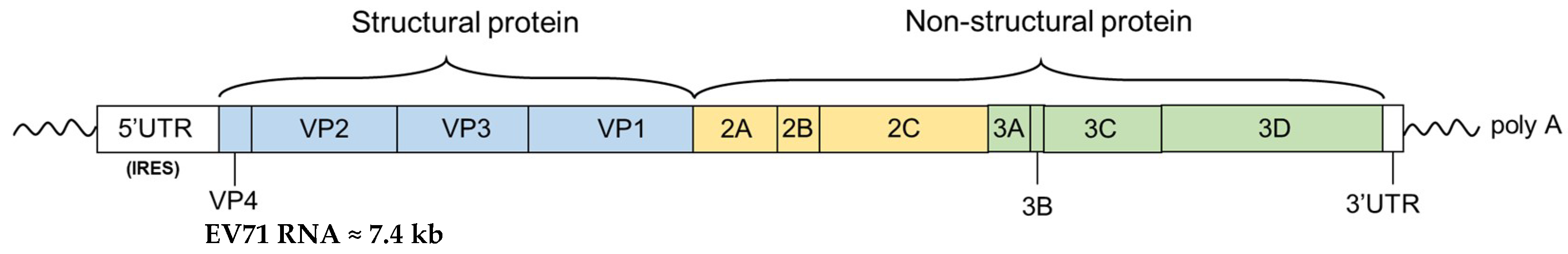 Viruses 10 00674 g001