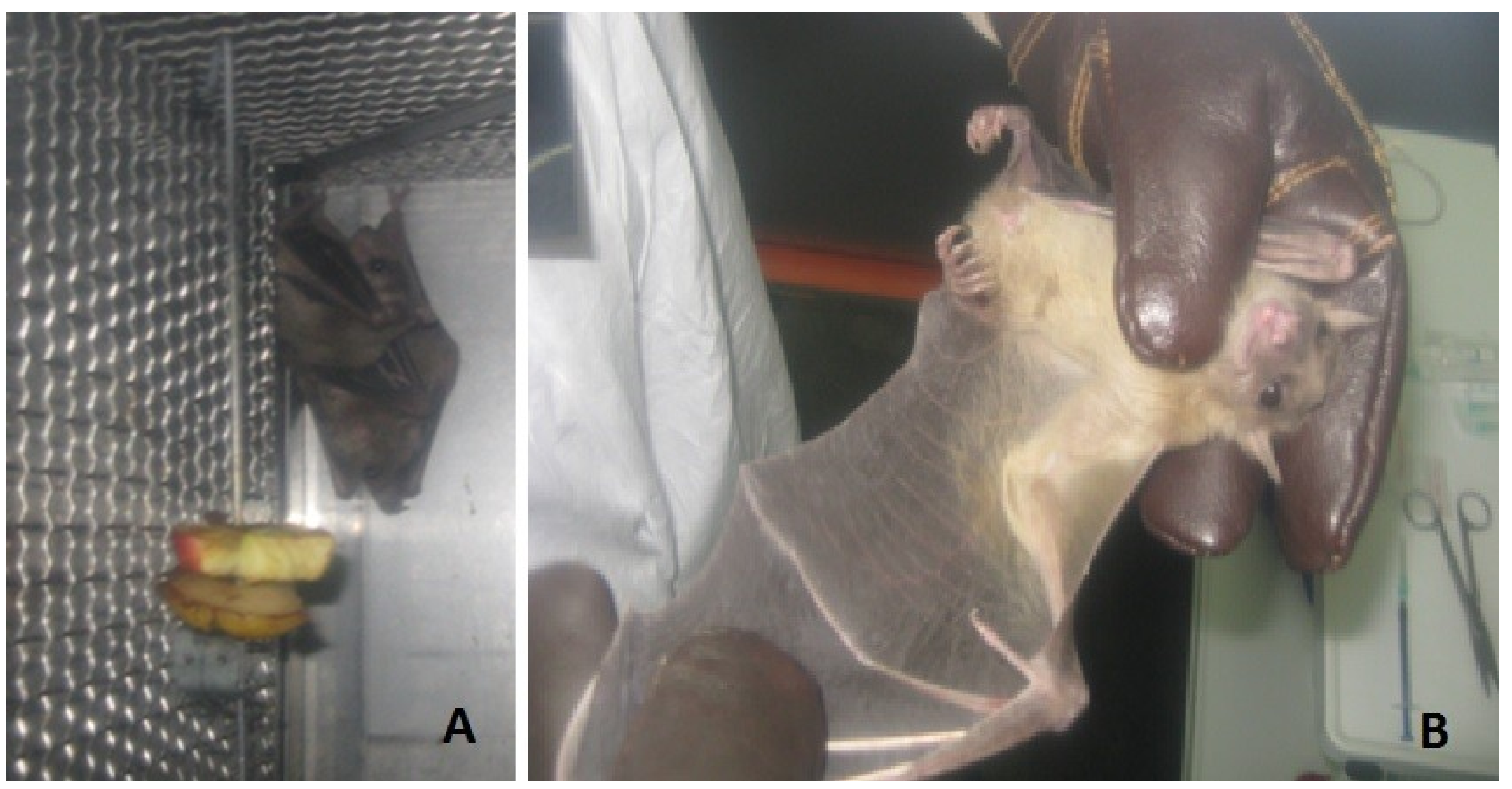 Viruses 10 00681 g001