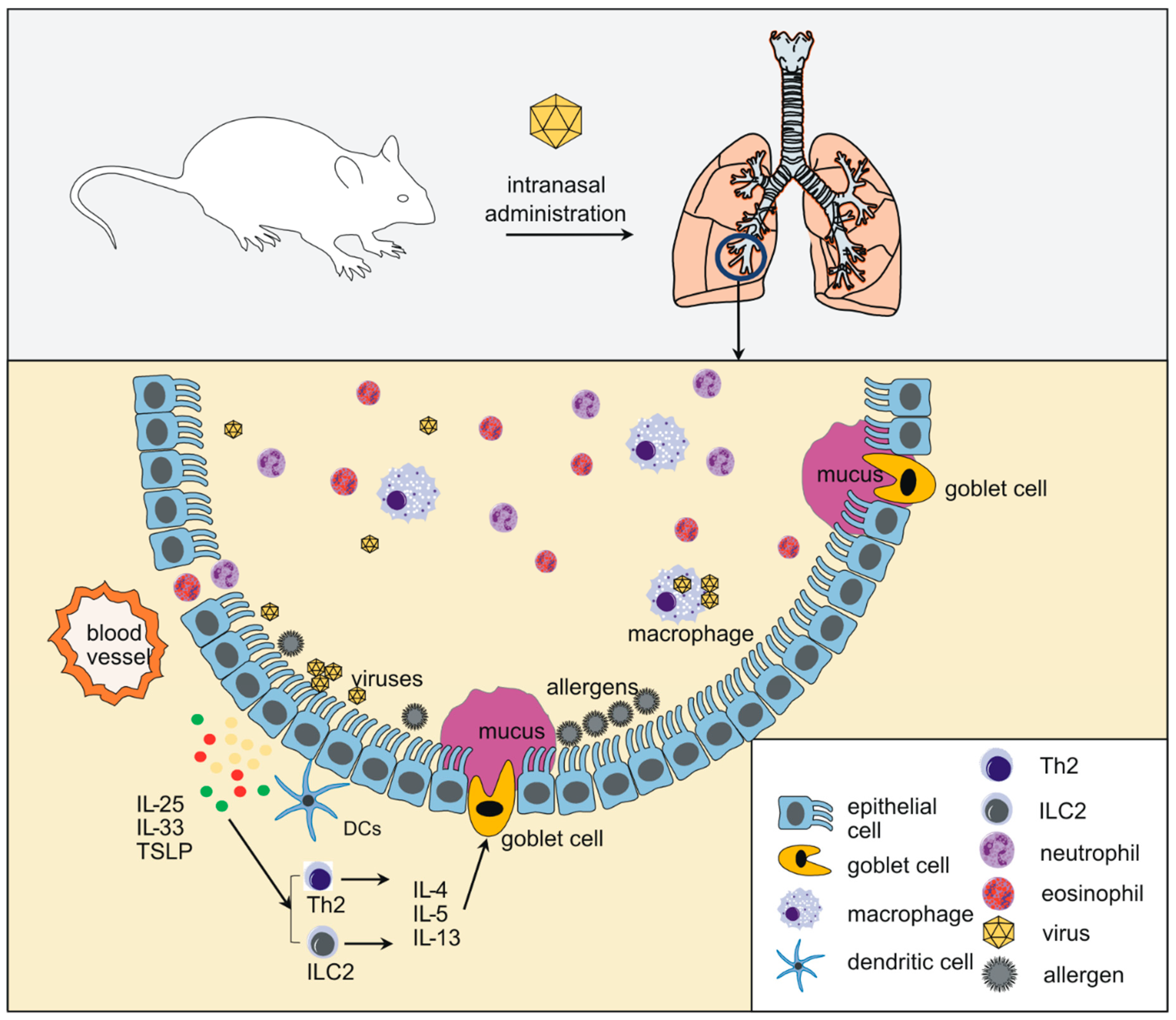 Viruses 10 00682 g002