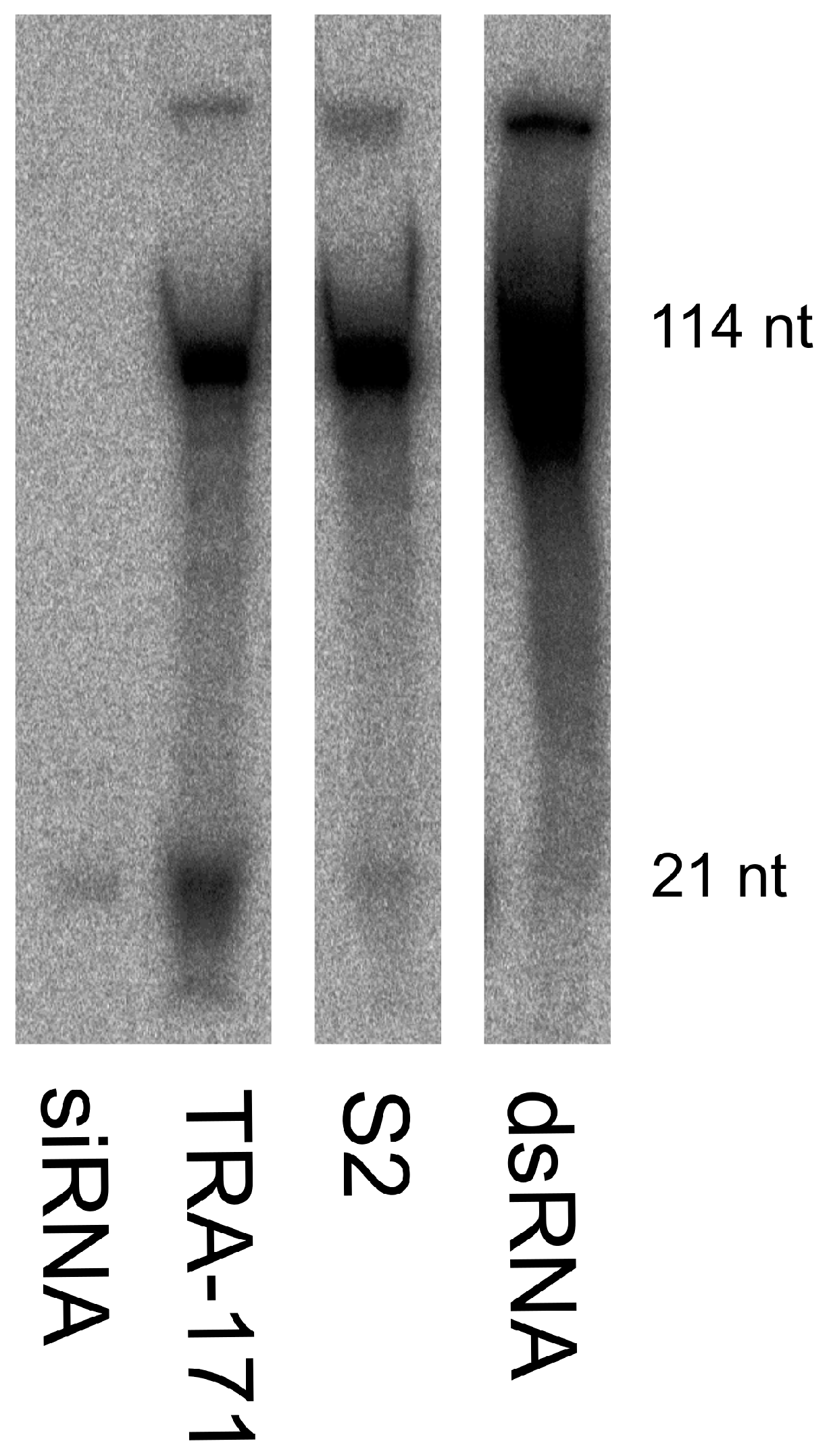 Viruses 10 00694 g002 Viruses 10 00694 g002
