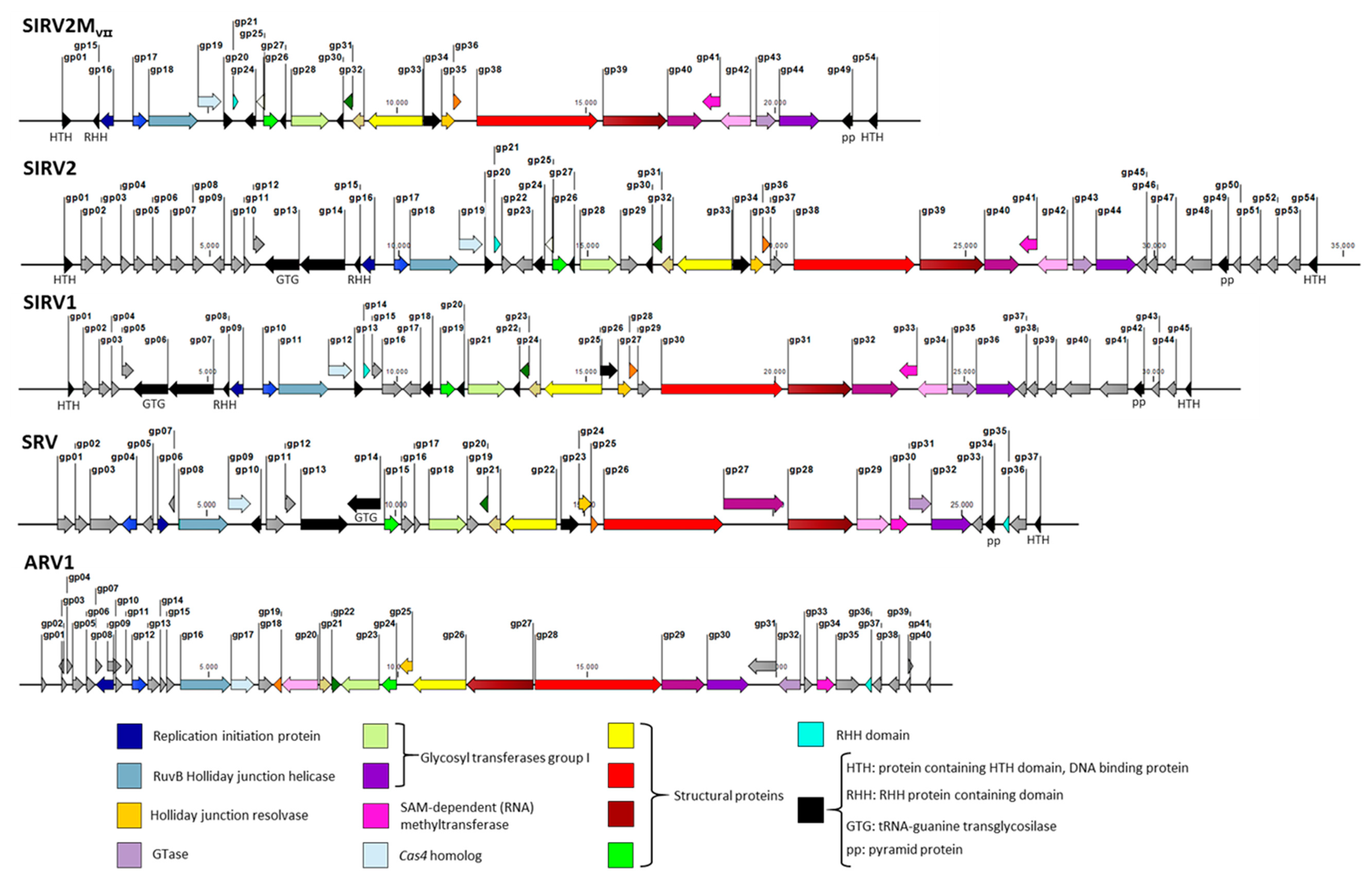 Viruses 10 00695 g005