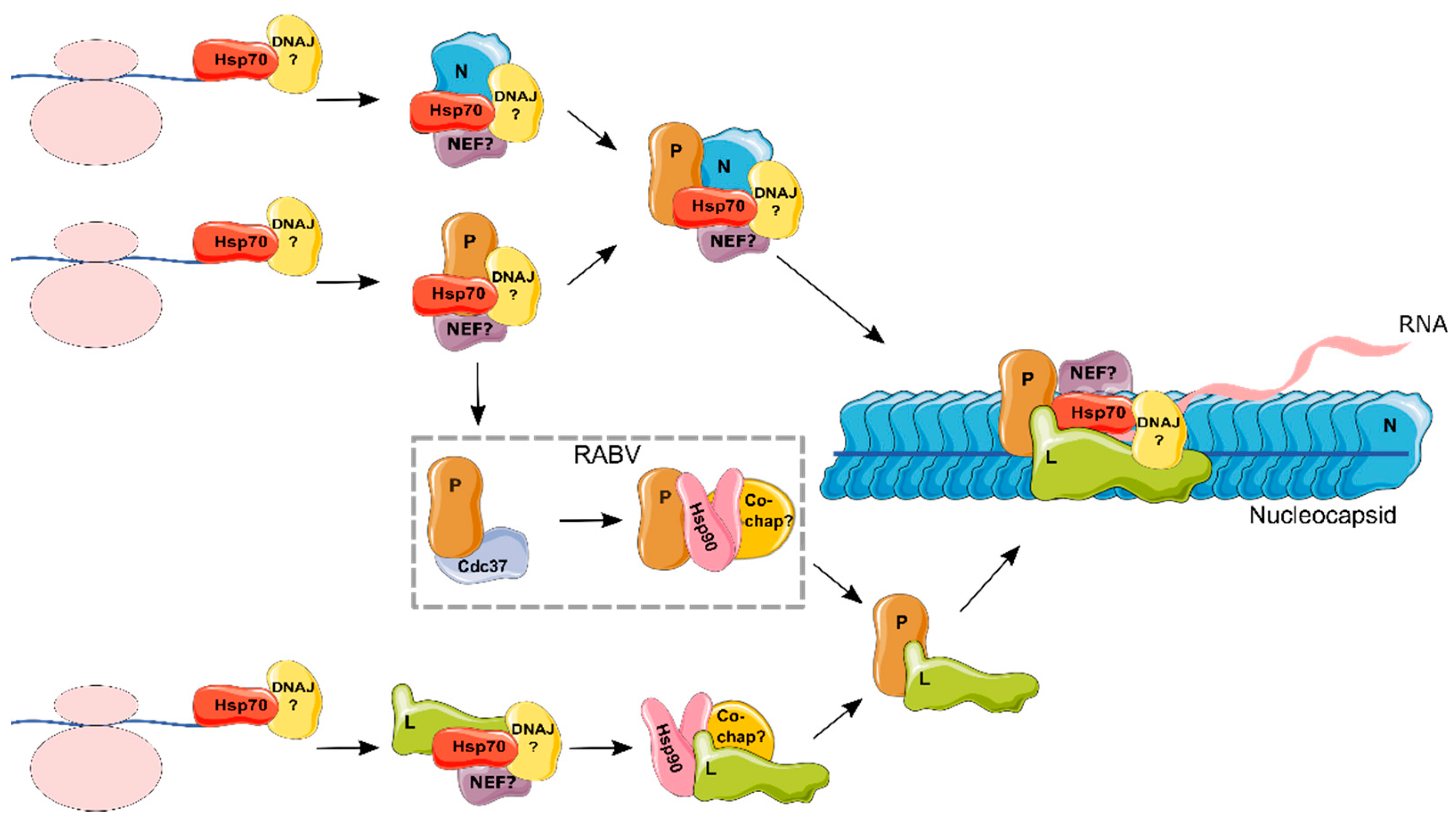 Viruses 10 00699 g002