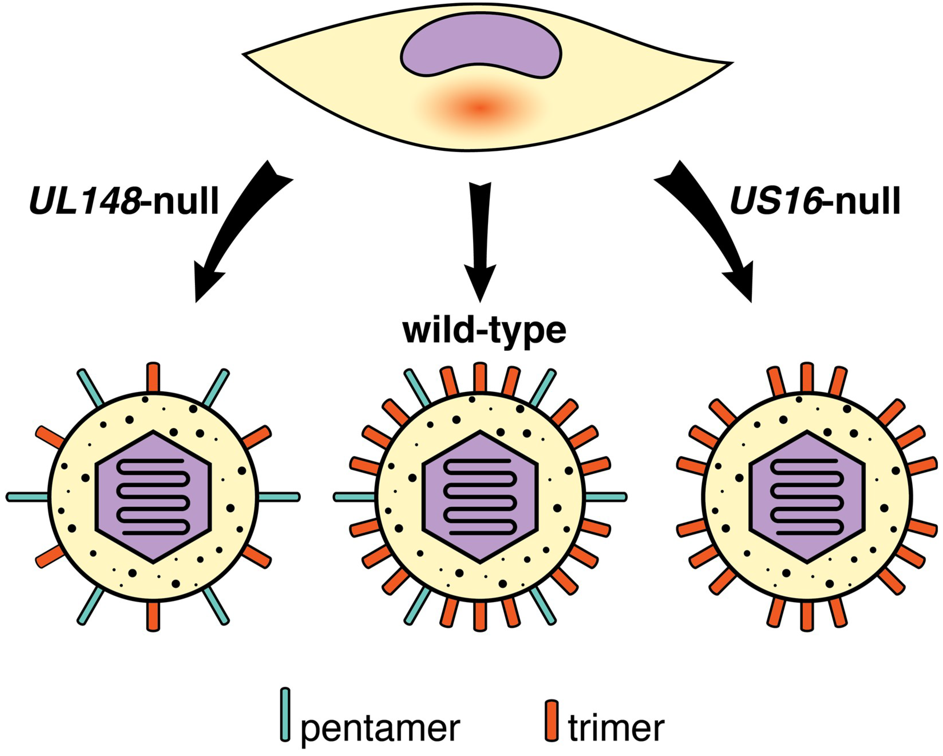 Viruses 10 00704 g002