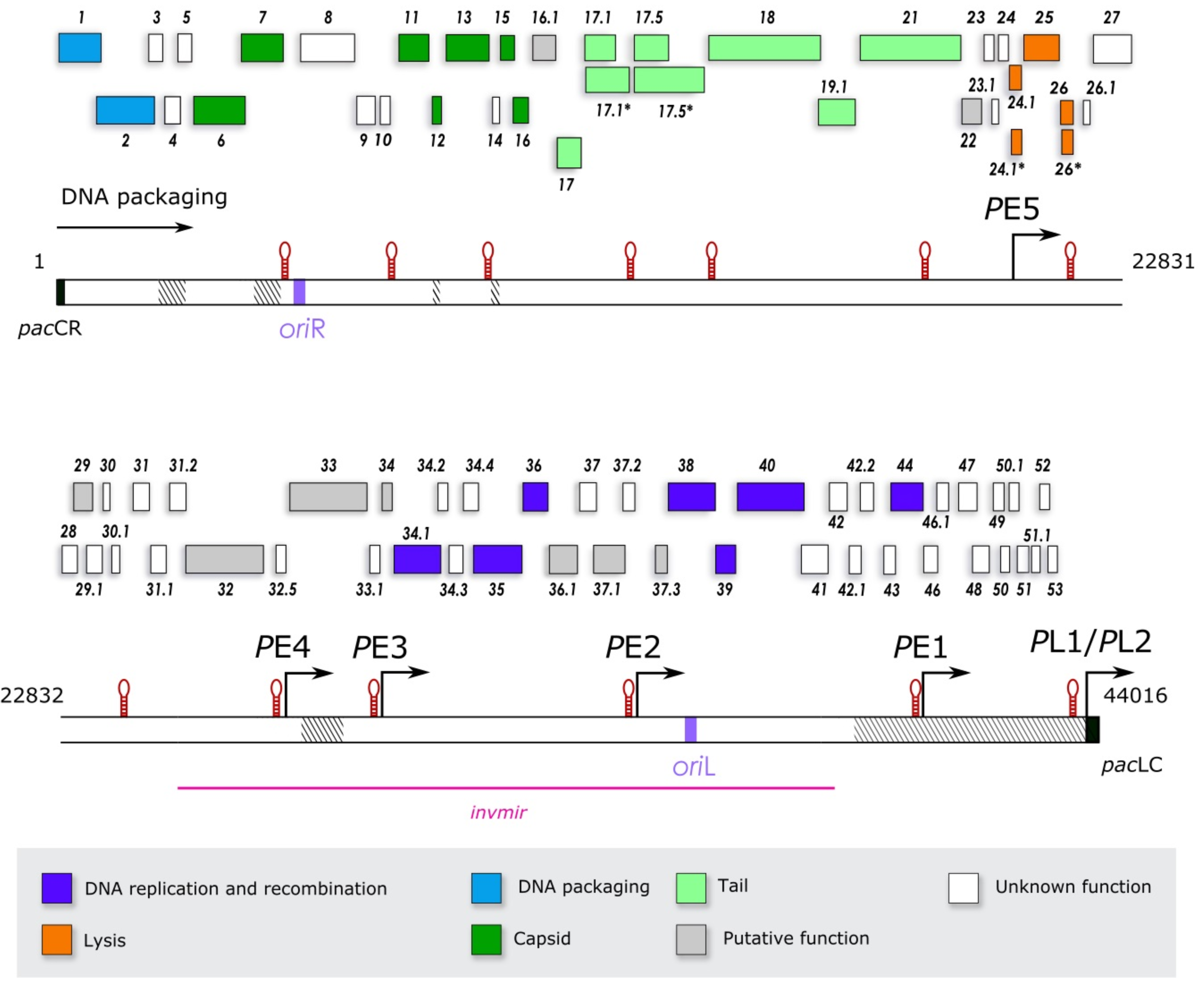 Viruses 10 00705 g001