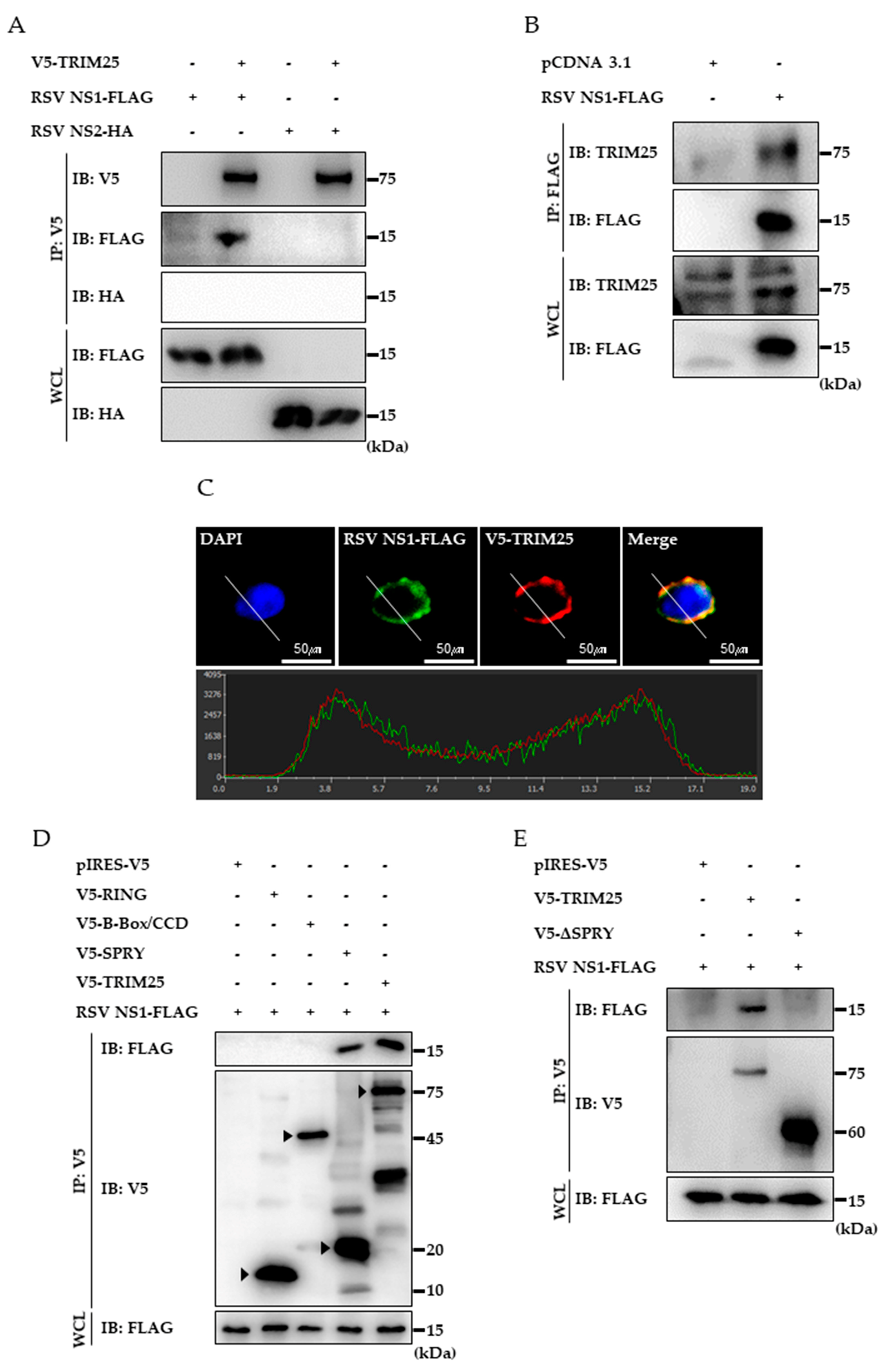 Viruses 10 00716 g003