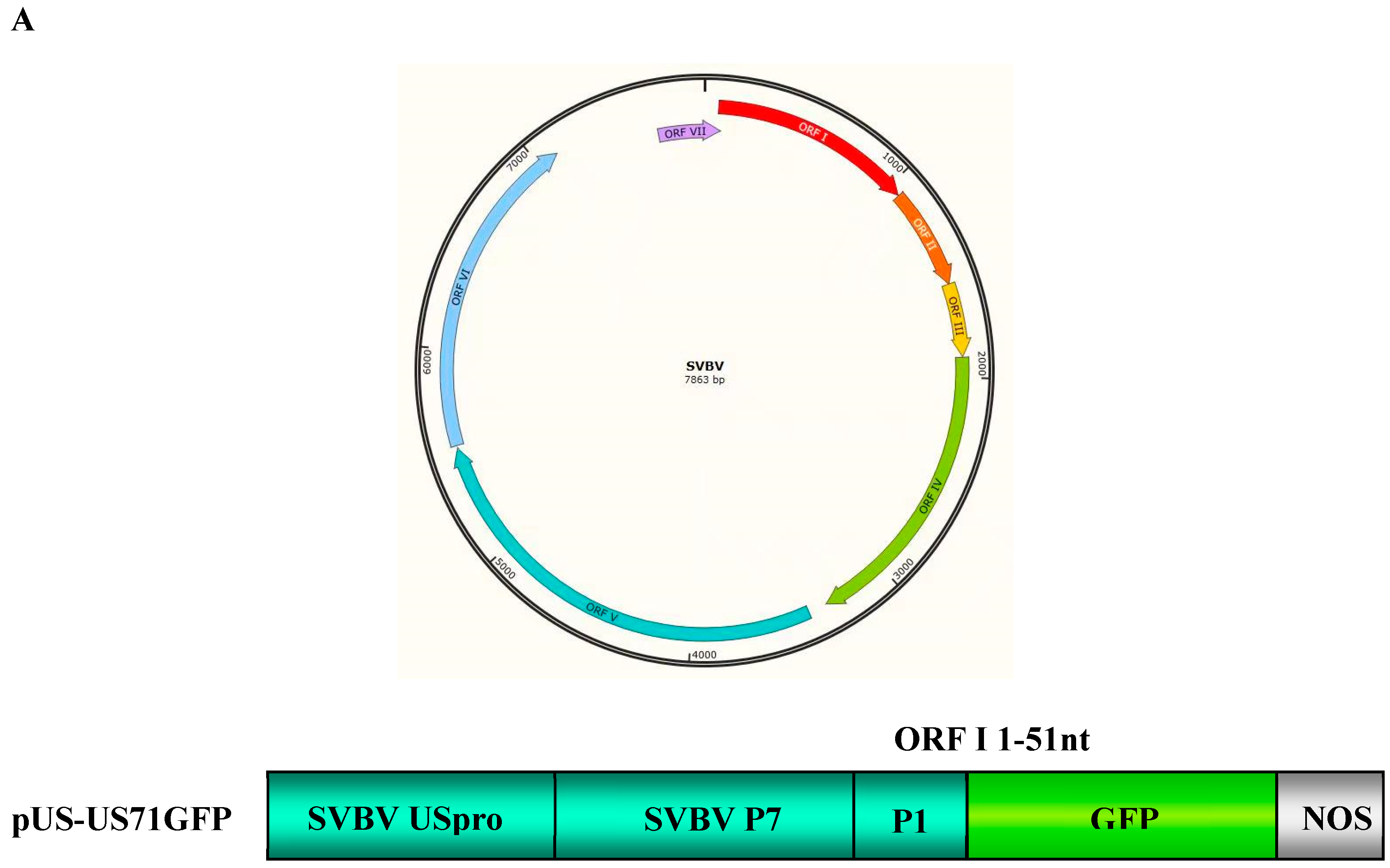 Viruses 10 00717 g001a