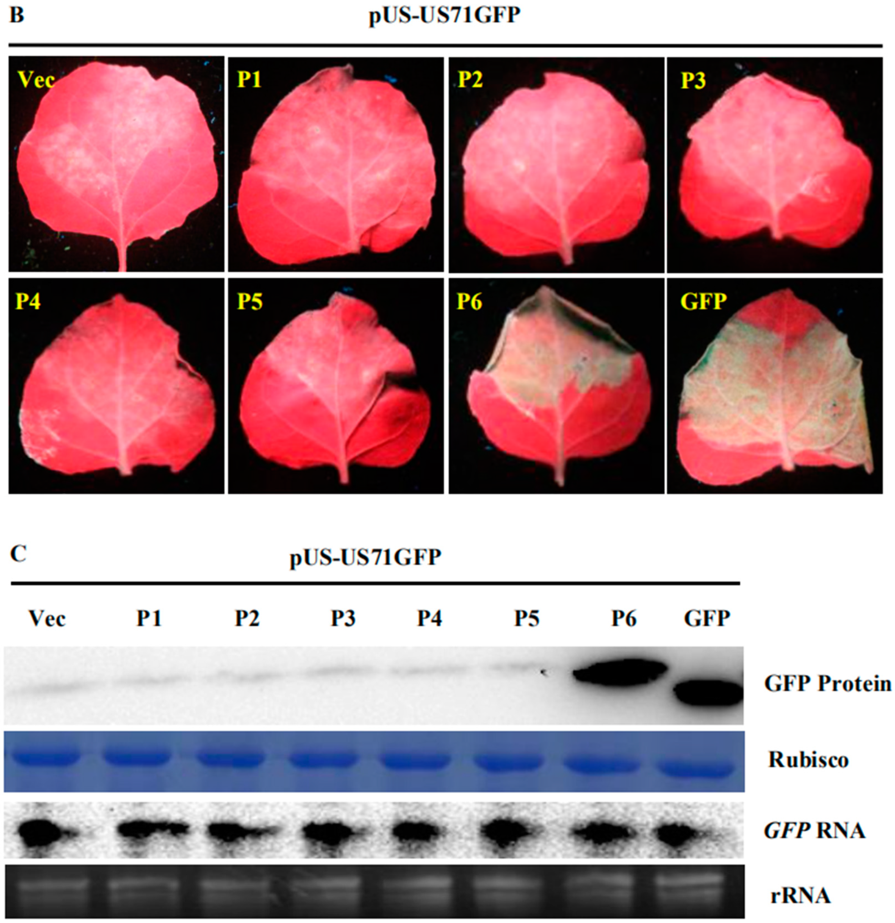 Viruses 10 00717 g001b