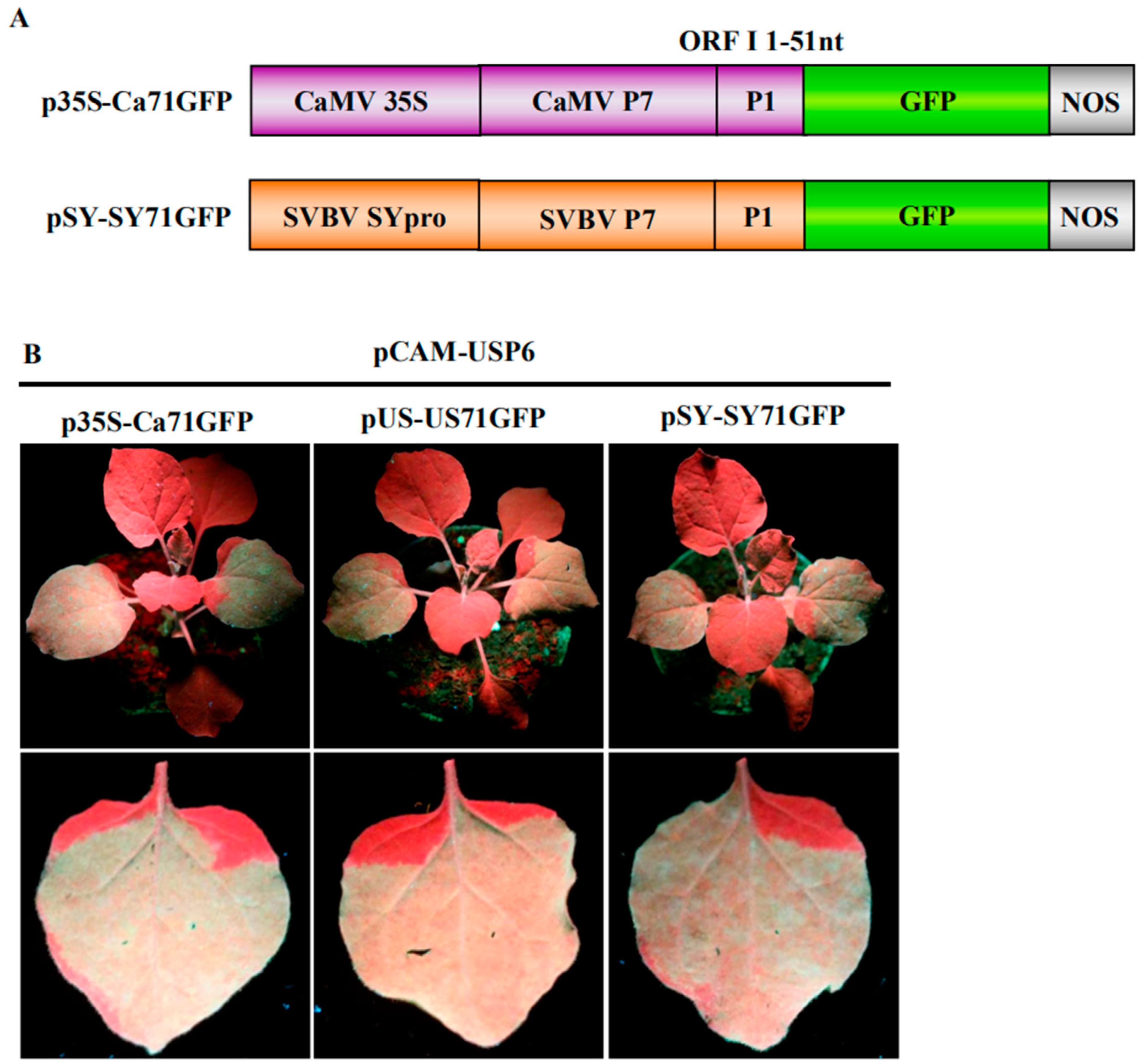 Viruses 10 00717 g002a