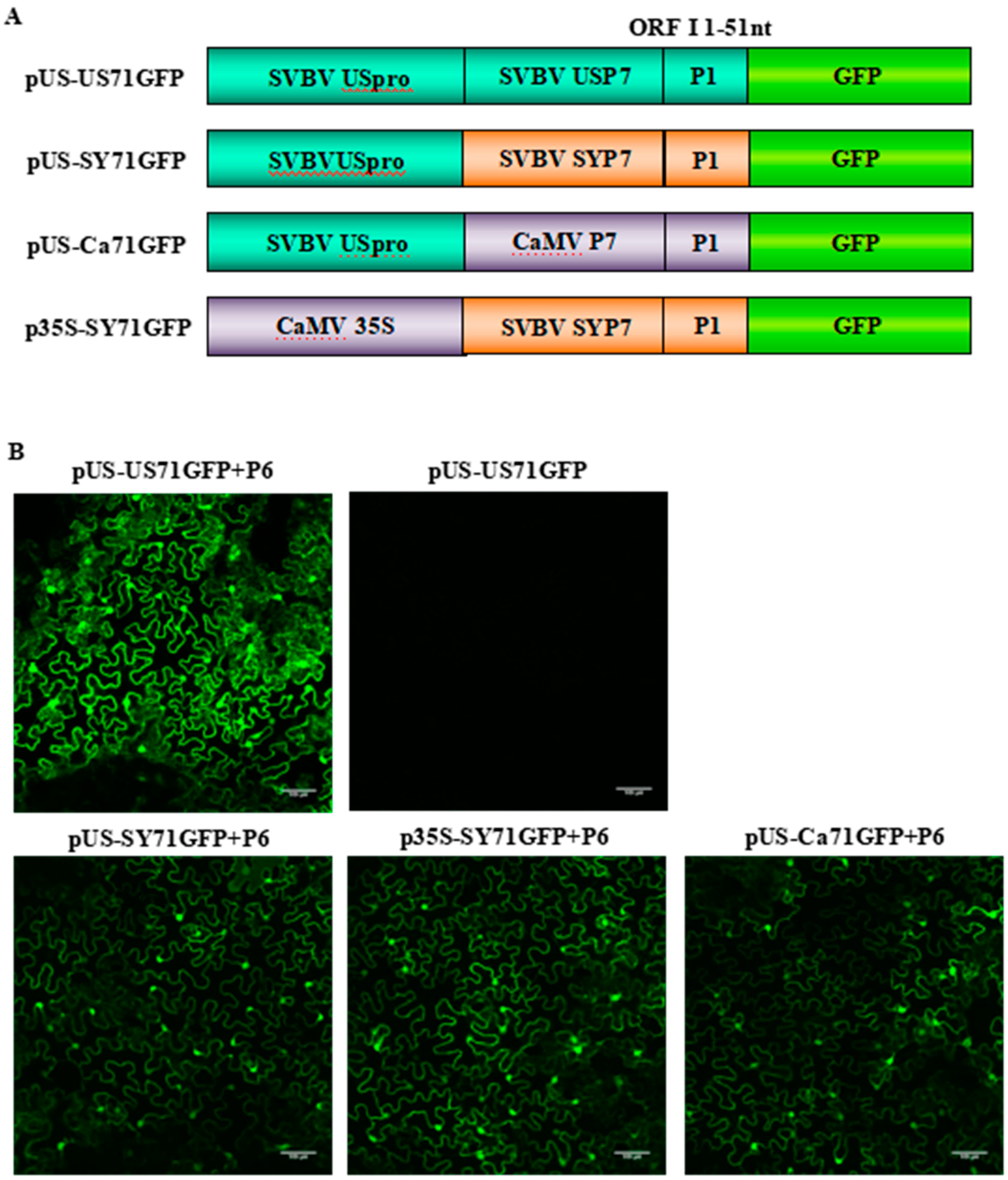 Viruses 10 00717 g003
