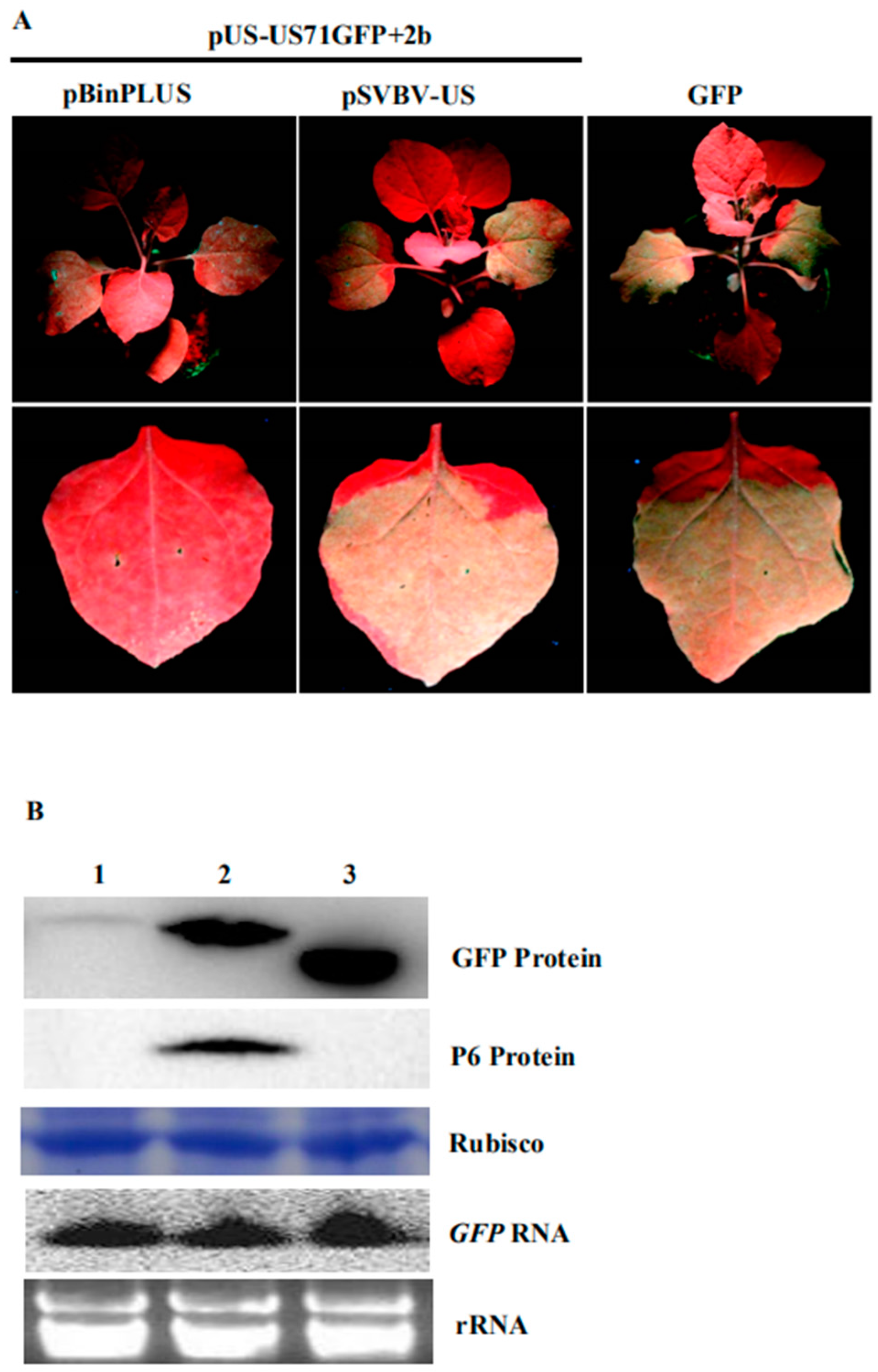 Viruses 10 00717 g004
