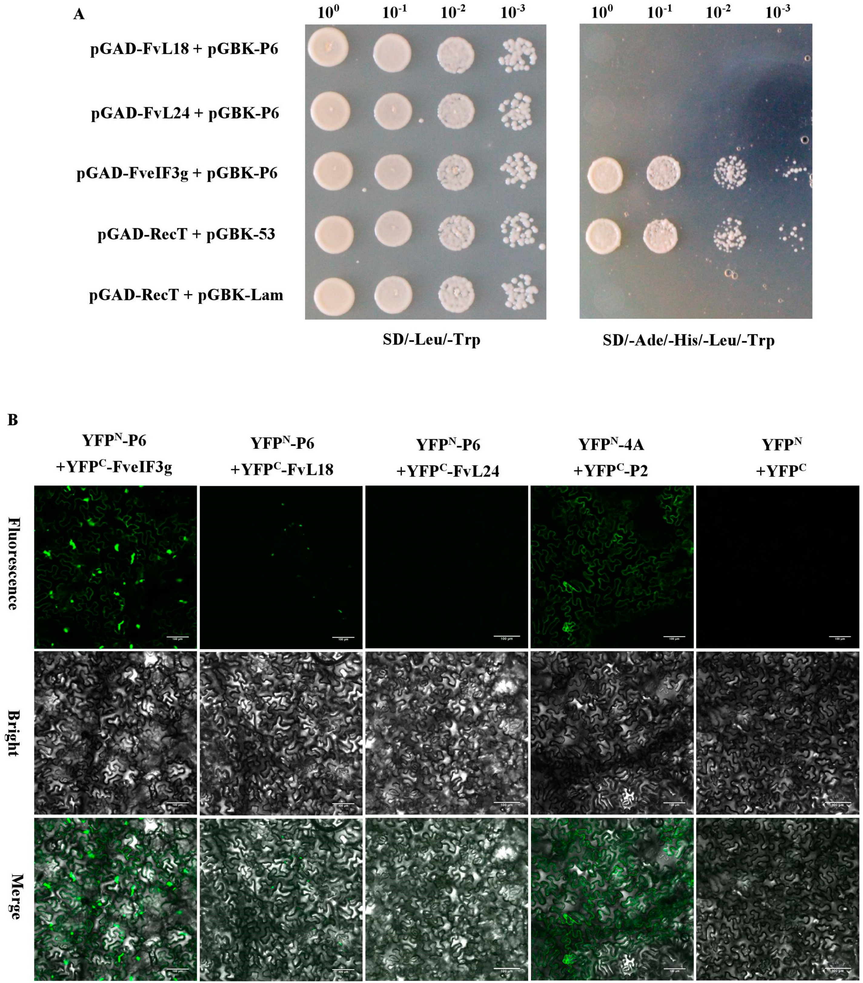 Viruses 10 00717 g005a